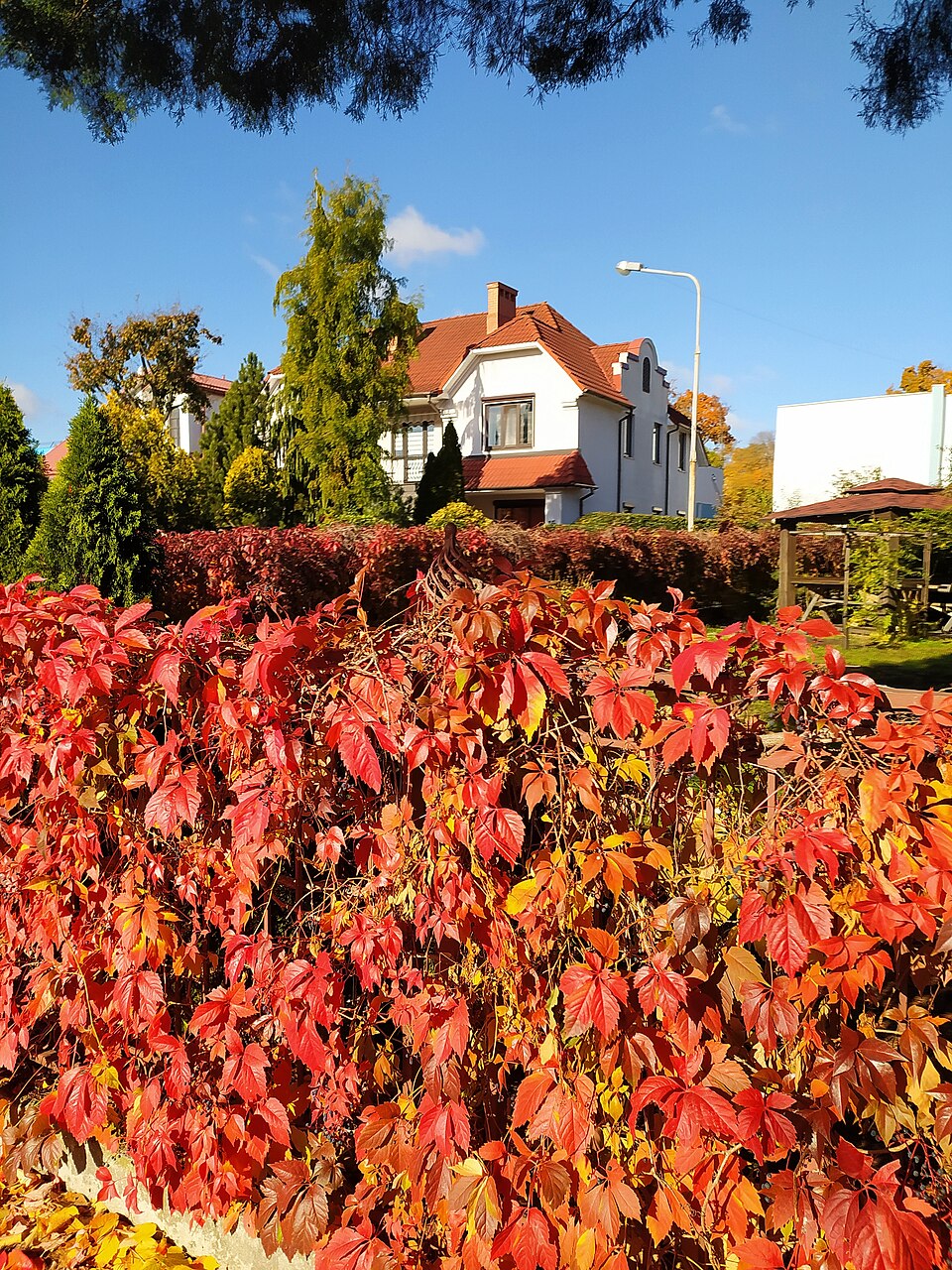 Parthenocissus quinquefolia — Virginia Creeper | Native Tennessee Vine, Live Plant