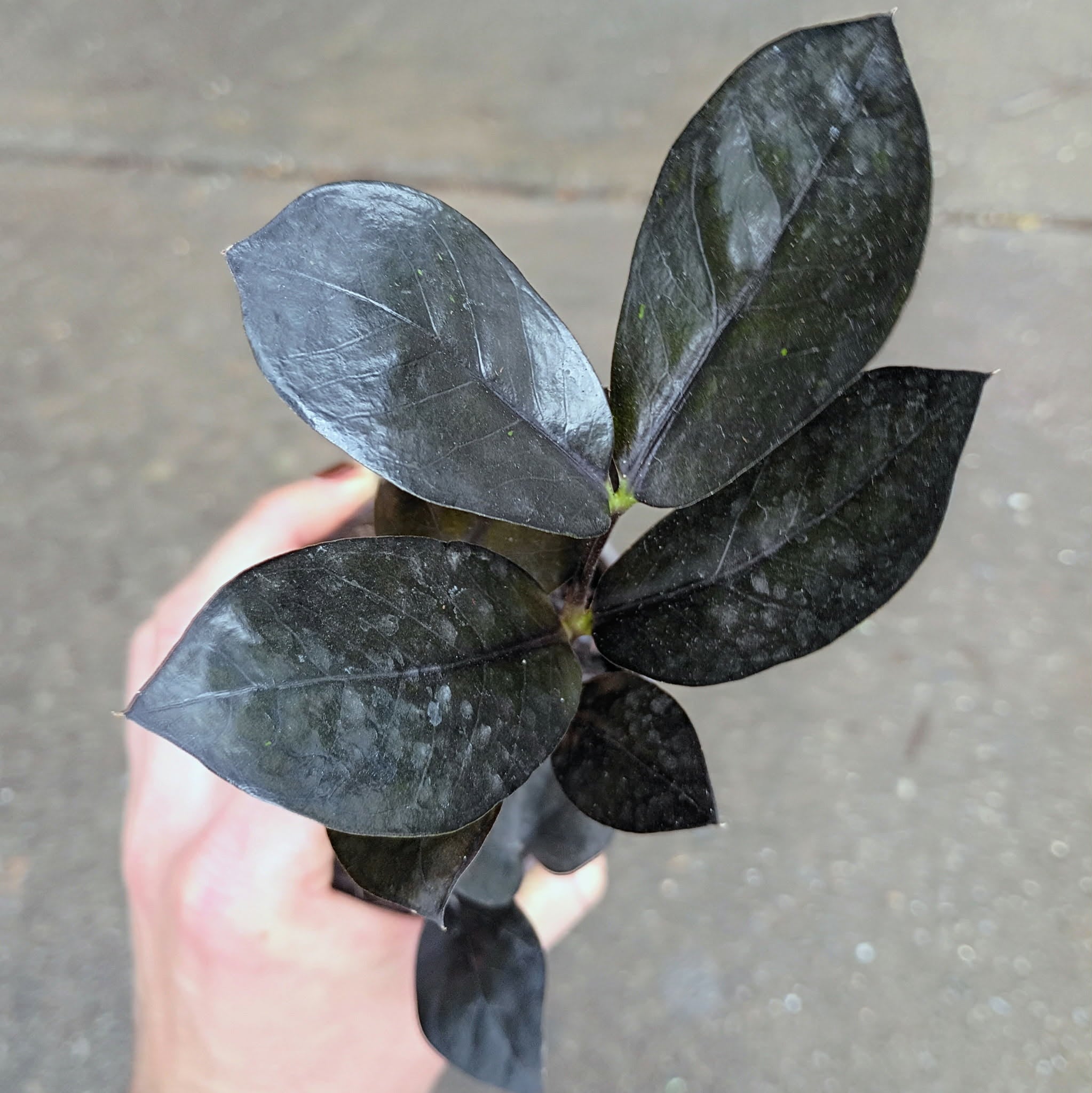 Zamioculcas zamiifolia 'Raven' — ZZ Raven, Live Plant
