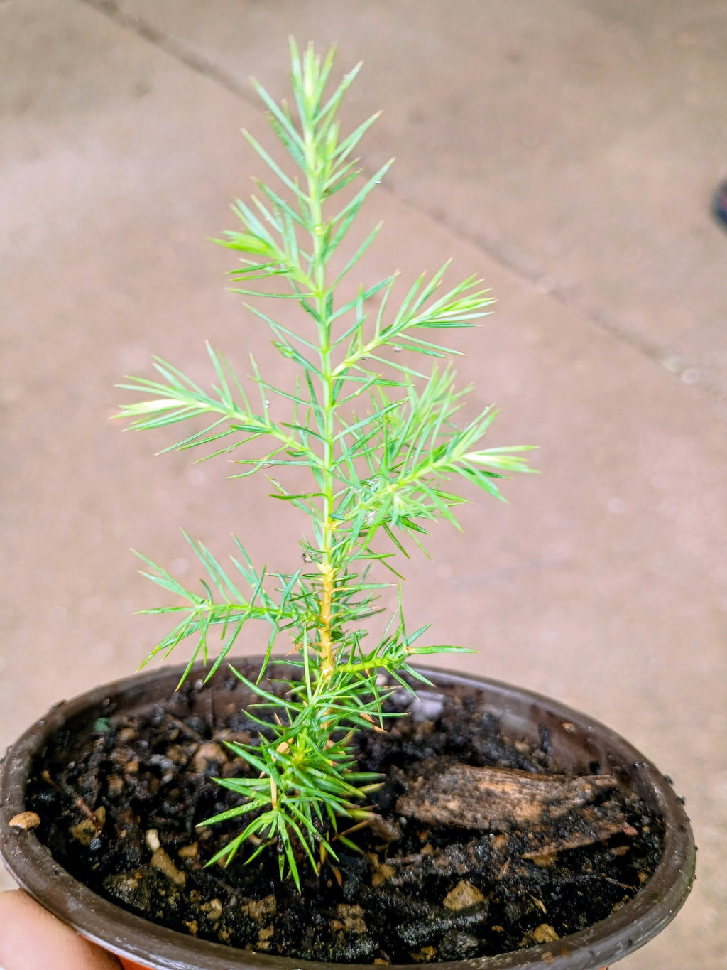Juniperus virginiana — Eastern Red Cedar | Native Tennessee Evergreen Tree, Live Plant