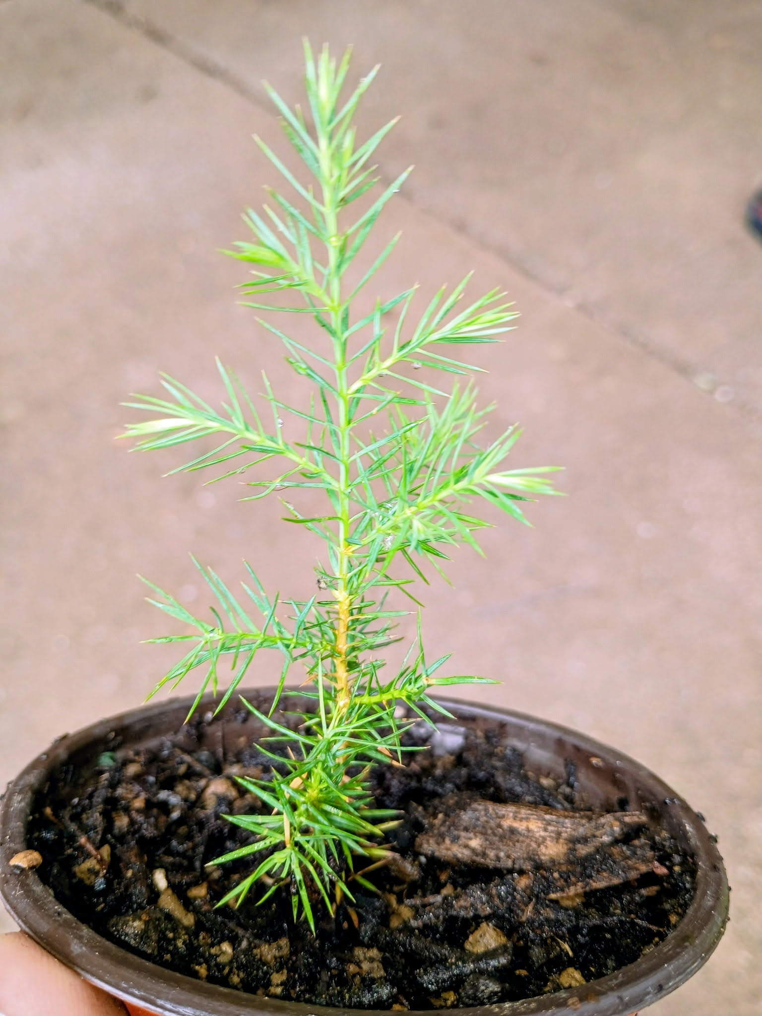 Juniperus virginiana — Eastern Red Cedar | Native Tennessee Evergreen Tree, Live Plant