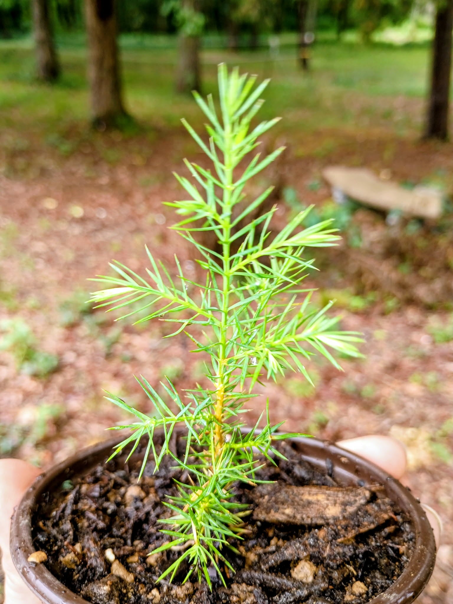 Juniperus virginiana — Eastern Red Cedar | Native Tennessee Evergreen Tree, Live Plant