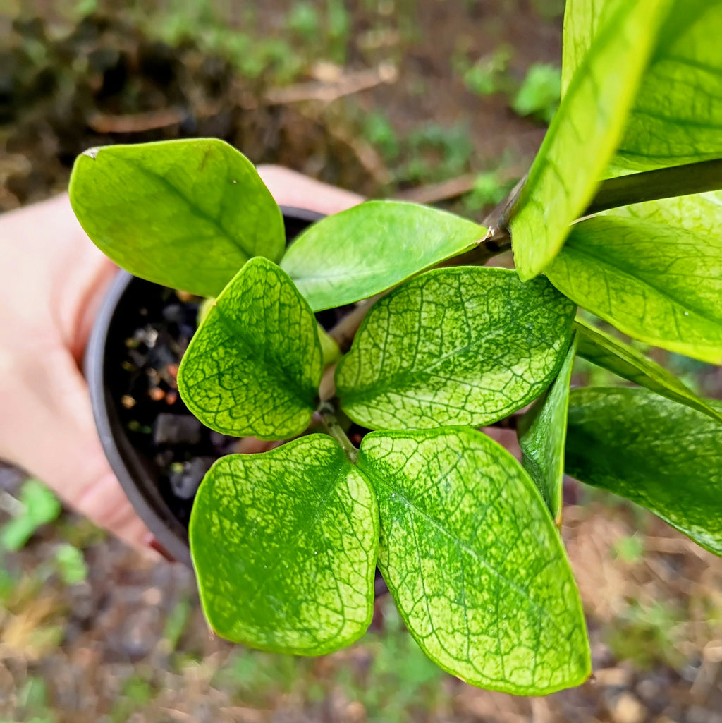 Zamioculcas 'Chameleon' — Chameleon ZZ Plant, Live Plant