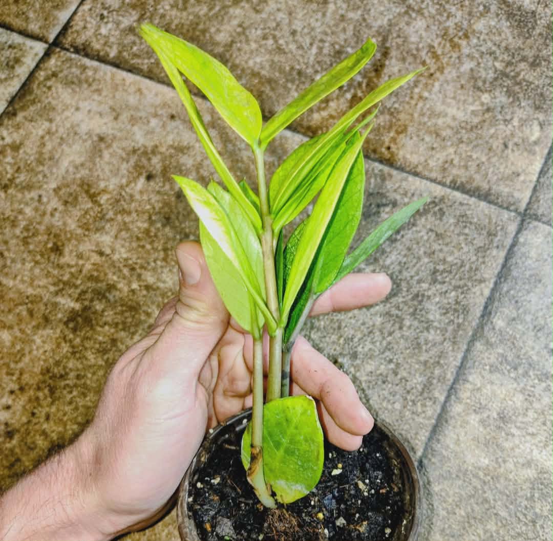 Zamioculcas 'Chameleon' — Chameleon ZZ Plant, Live Plant