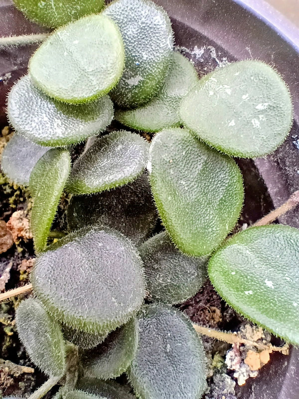 Hoya serpens — Mini Wax Plant, Live Plant