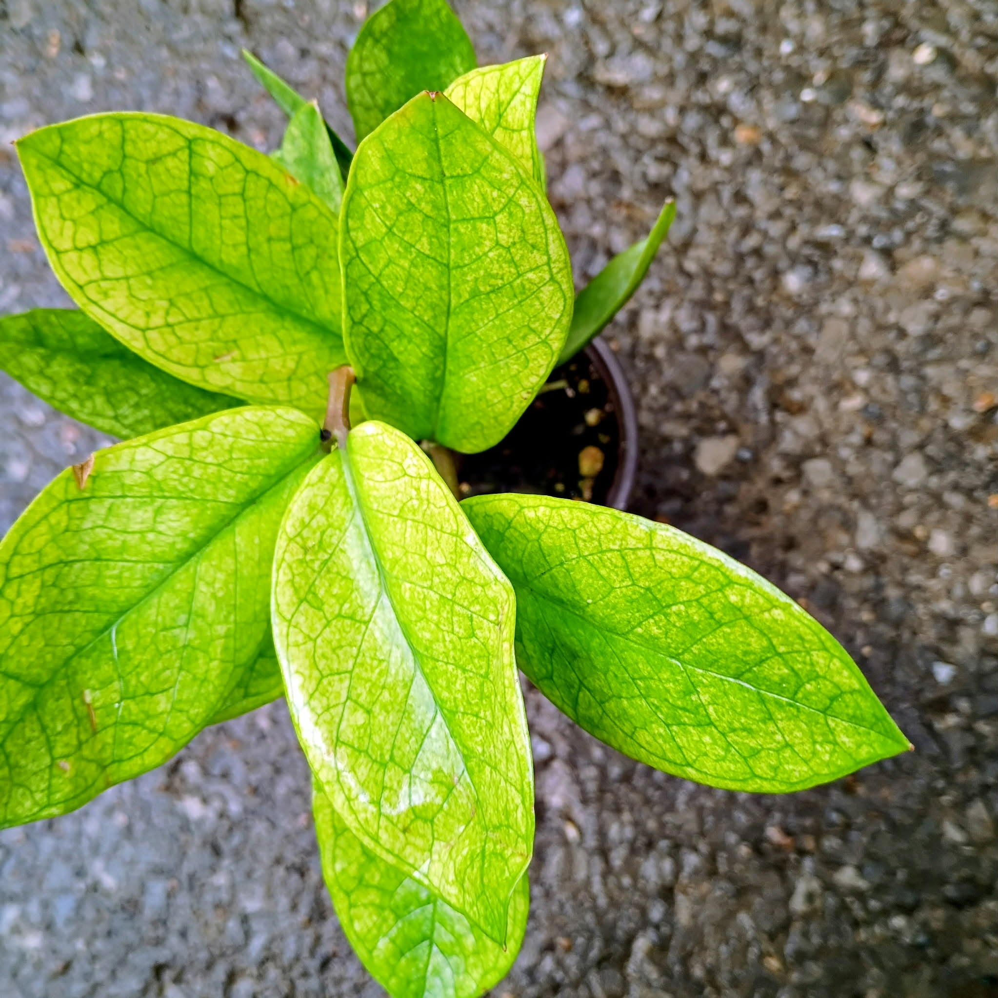 Zamioculcas 'Chameleon' — Chameleon ZZ Plant, Live Plant