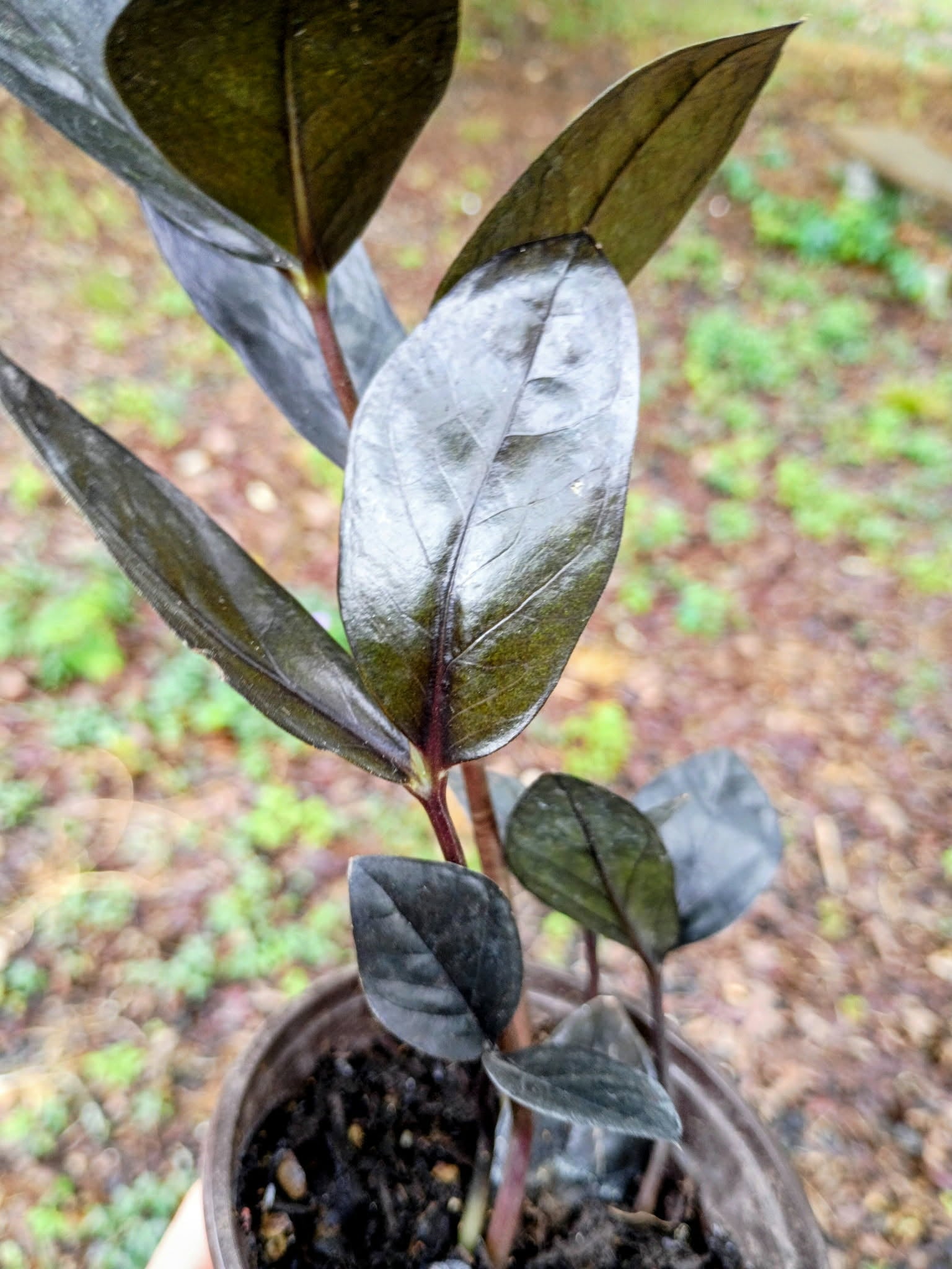 Zamioculcas zamiifolia 'Raven' — ZZ Raven, Live Plant