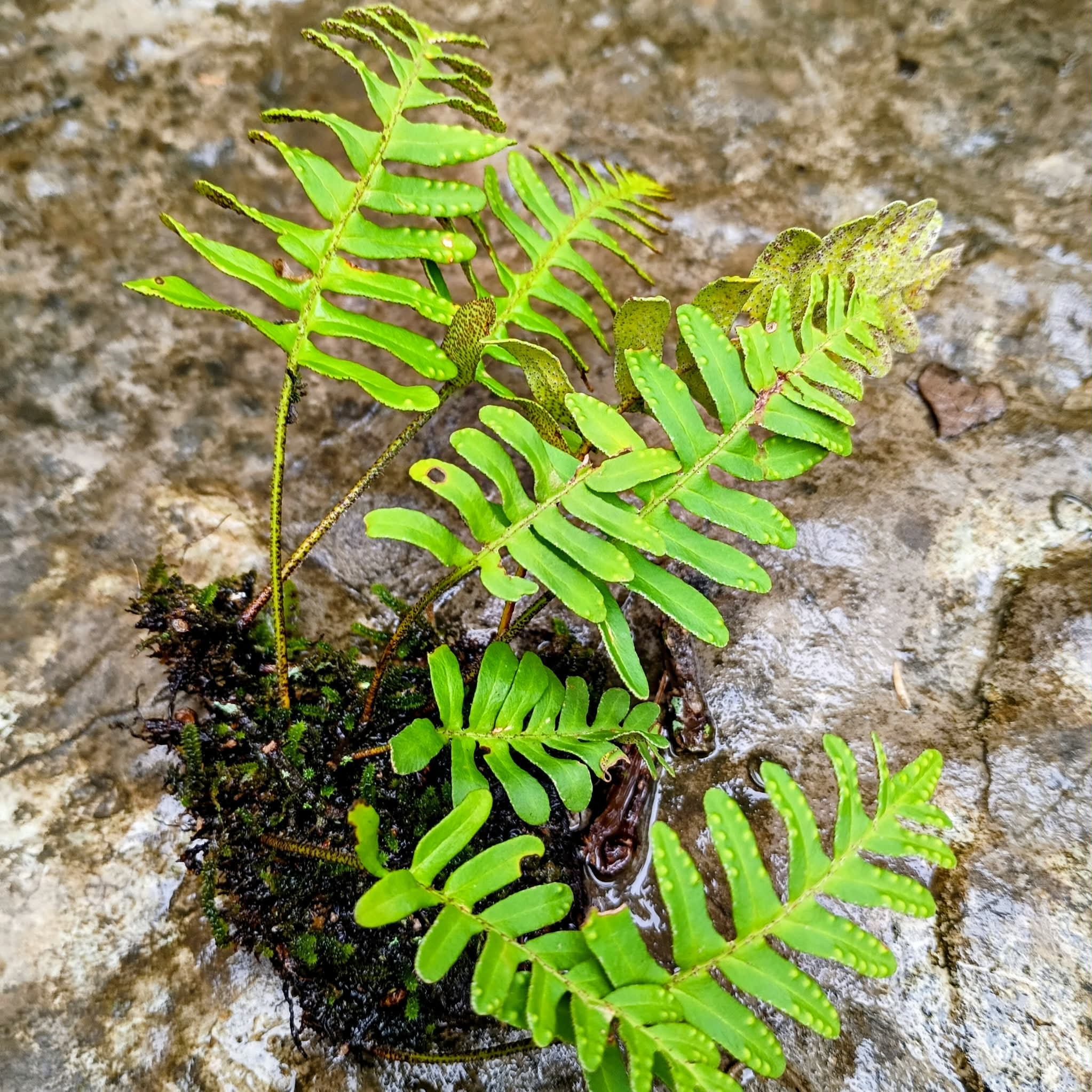 Pleopeltis michauxiana — Resurrection Fern | Native Tennessee Epiphytic Fern, Live Clumpsv