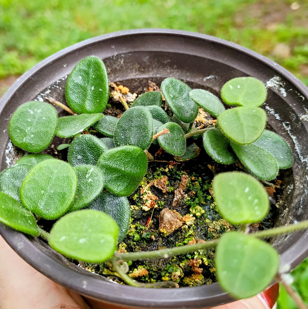 Hoya serpens — Mini Wax Plant, Live Plant