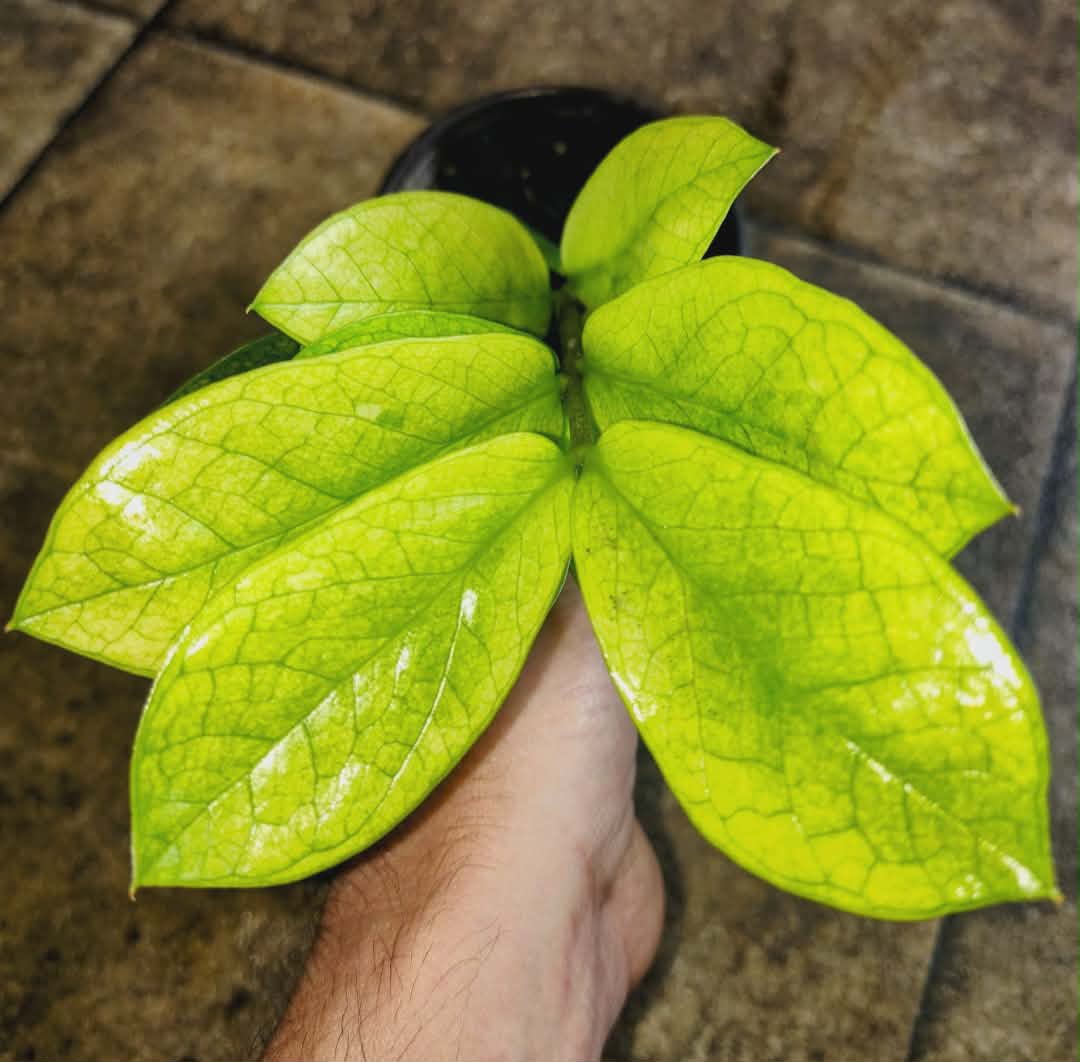 Zamioculcas 'Chameleon' — Chameleon ZZ Plant, Live Plant