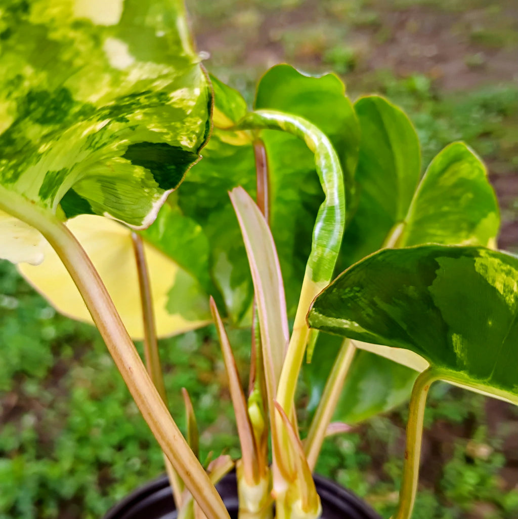 Philodendron 'Burle Marx' Variegata — Variegated Collector Aroid, Live Plant