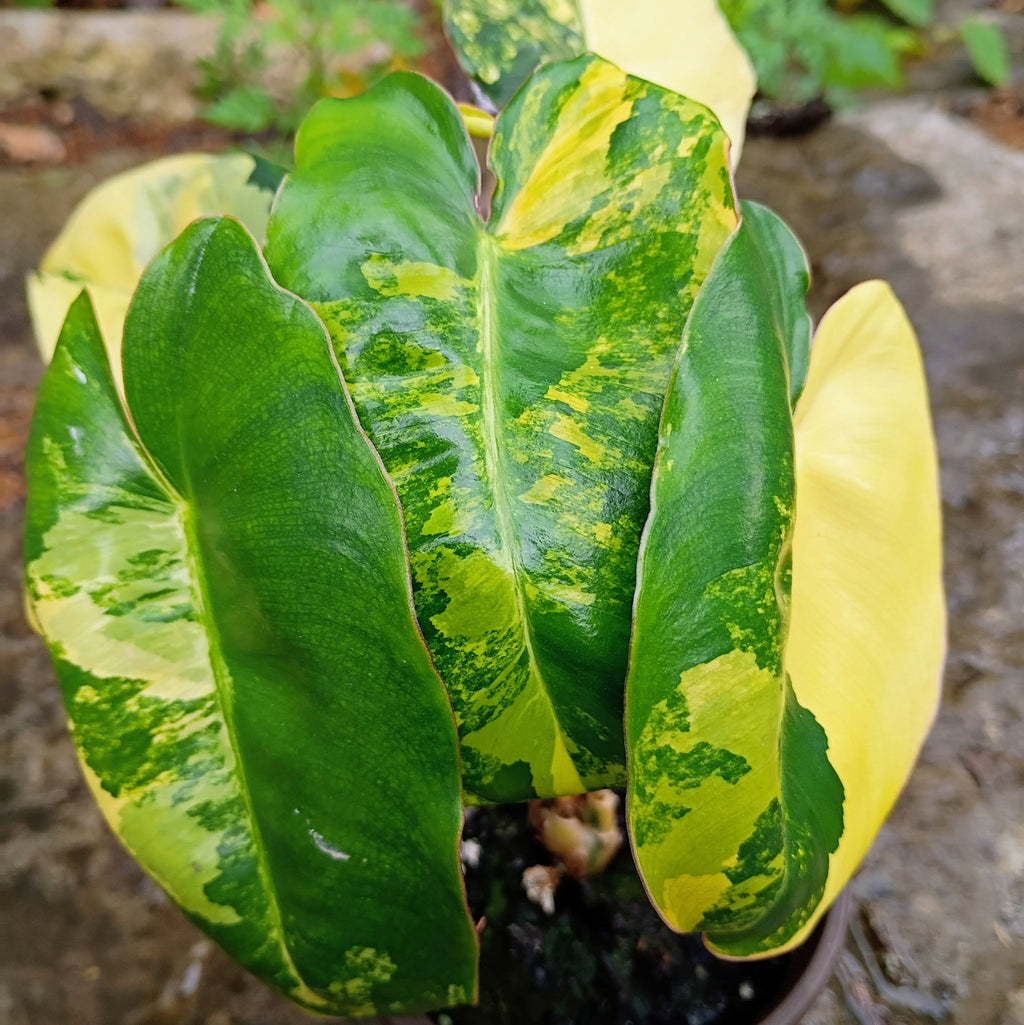 Philodendron 'Burle Marx' Variegata — Variegated Collector Aroid, Live Plant