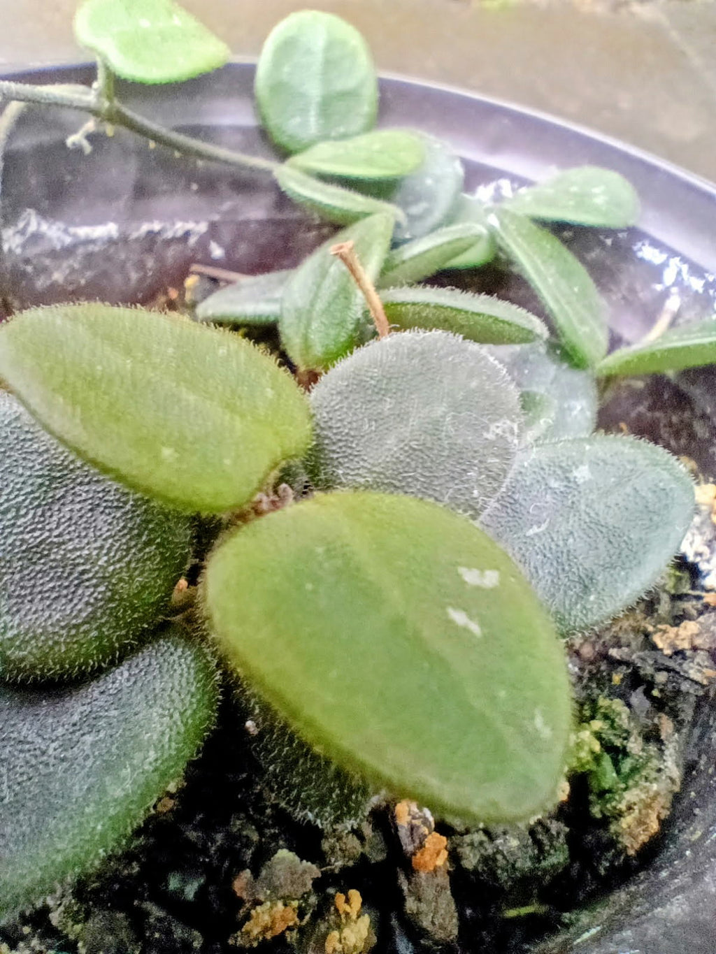 Hoya serpens — Mini Wax Plant, Live Plant