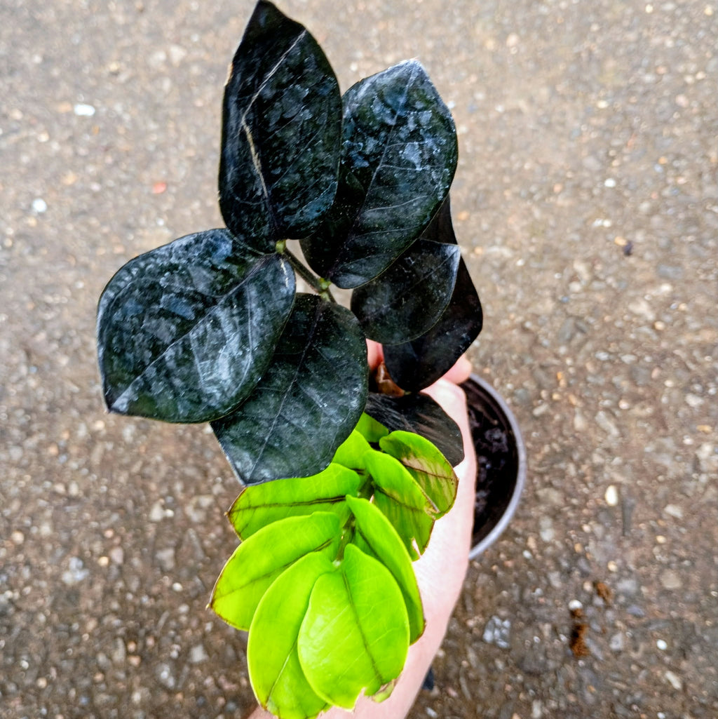 Zamioculcas zamiifolia 'Raven' — ZZ Raven, Live Plant