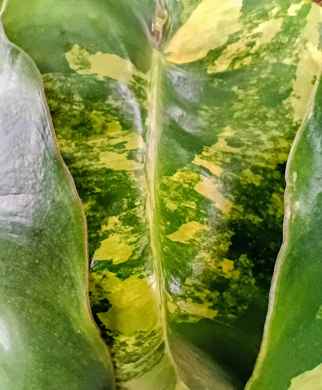 Philodendron 'Burle Marx' Variegata — Variegated Collector Aroid, Live Plant