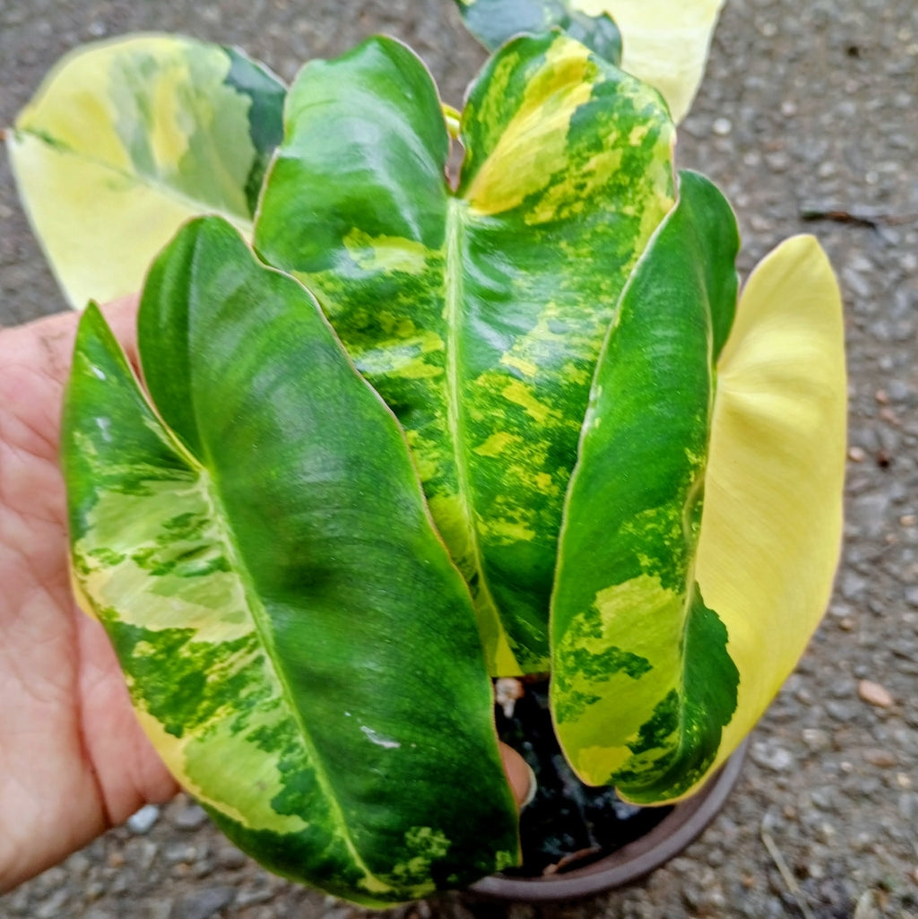 Philodendron 'Burle Marx' Variegata — Variegated Collector Aroid, Live Plant