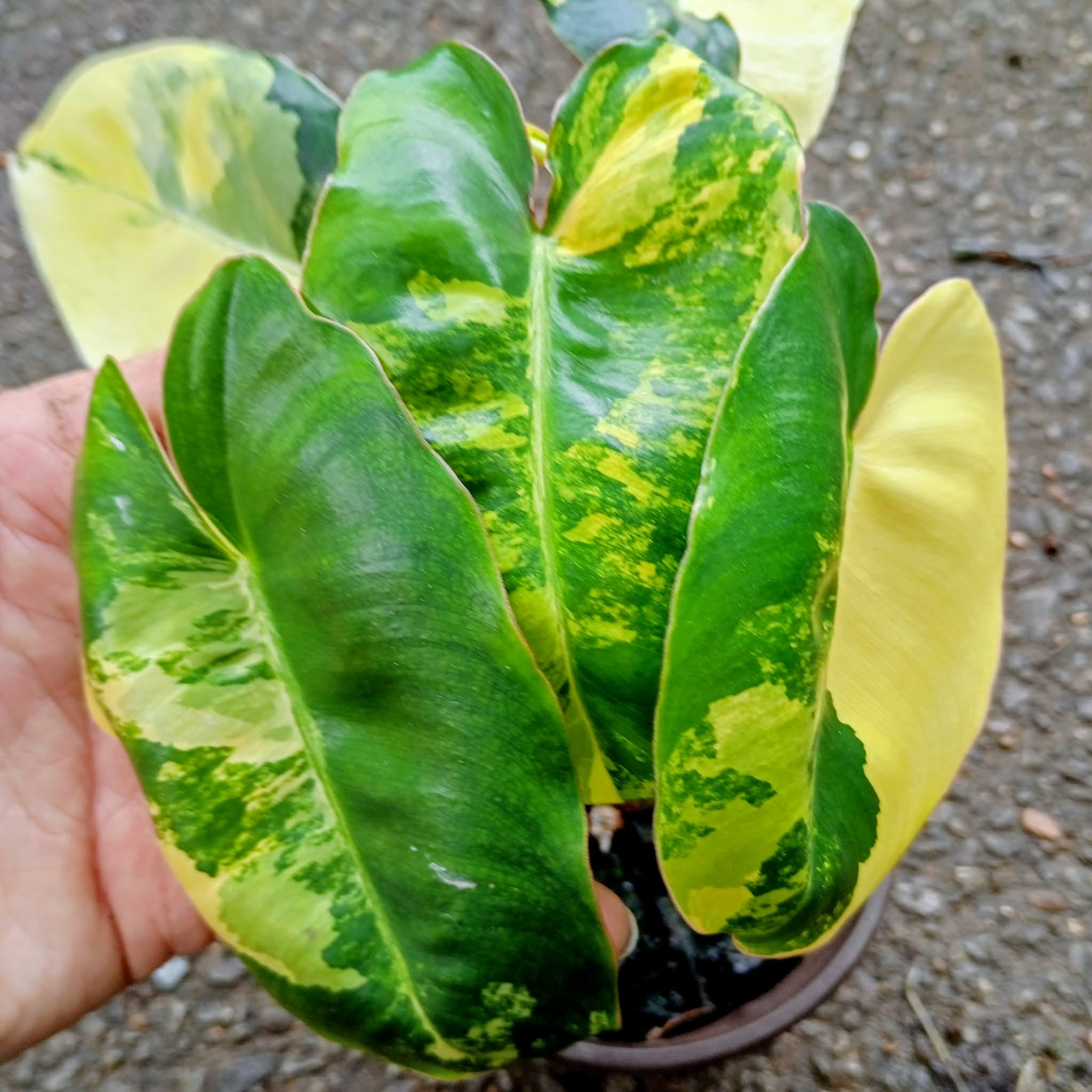 Philodendron 'Burle Marx' Variegata — Variegated Collector Aroid, Live Plant