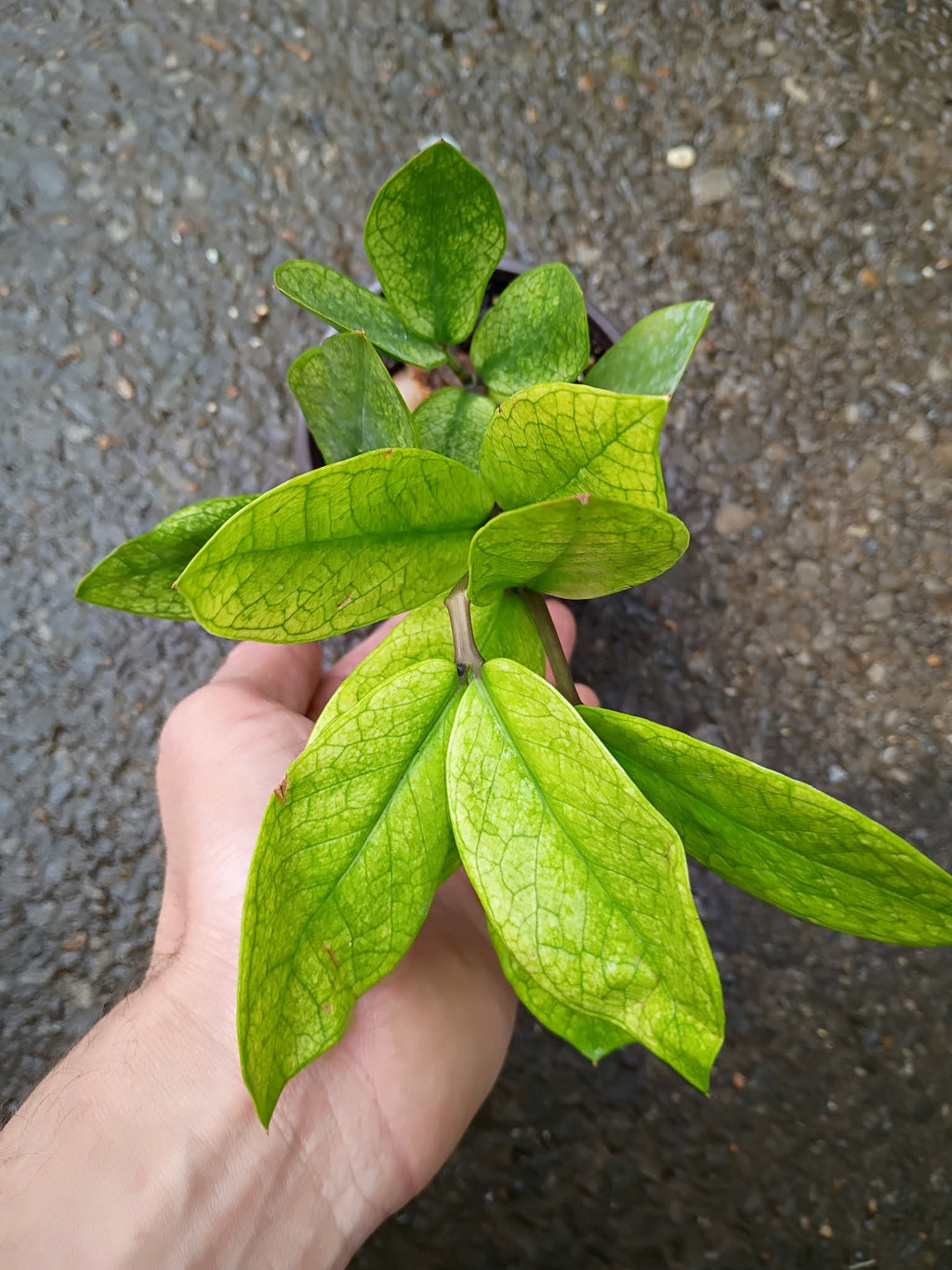 Zamioculcas 'Chameleon' — Chameleon ZZ Plant, Live Plant