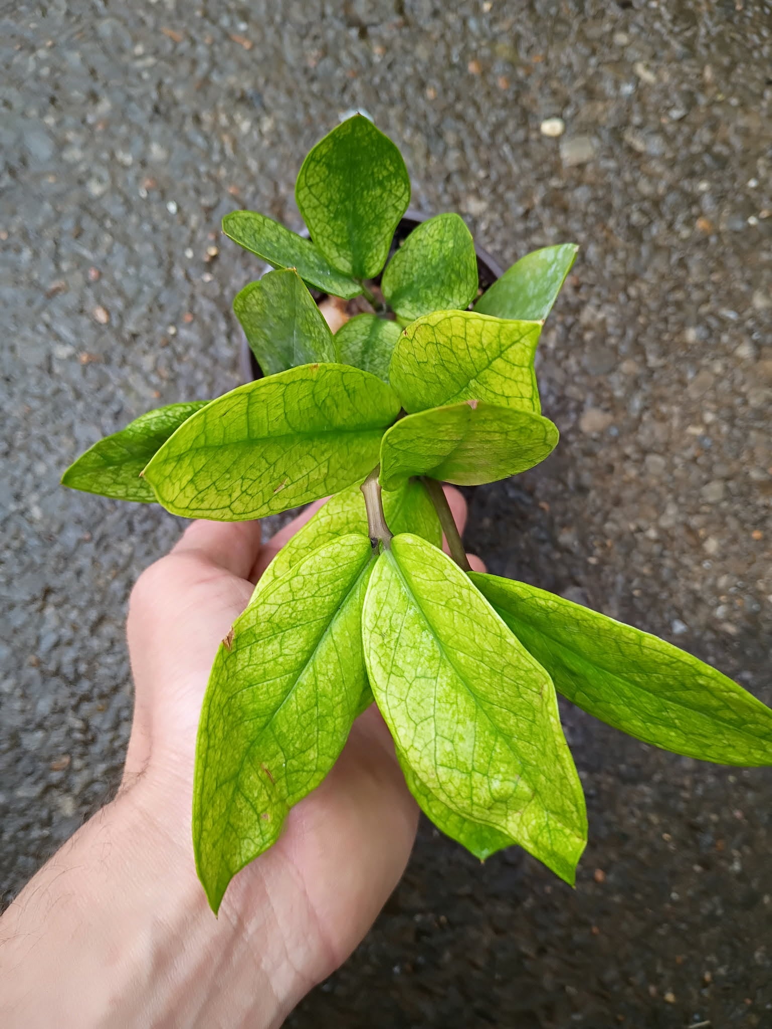 Zamioculcas 'Chameleon' — Chameleon ZZ Plant, Live Plant