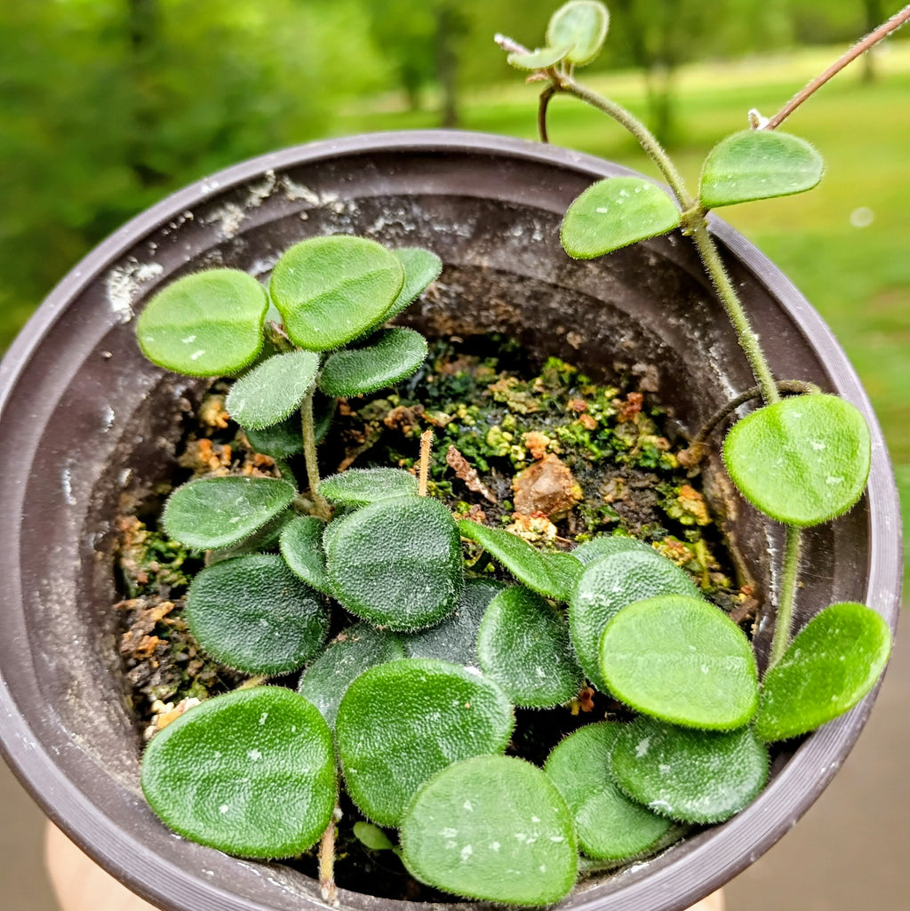 Hoya serpens — Mini Wax Plant, Live Plant
