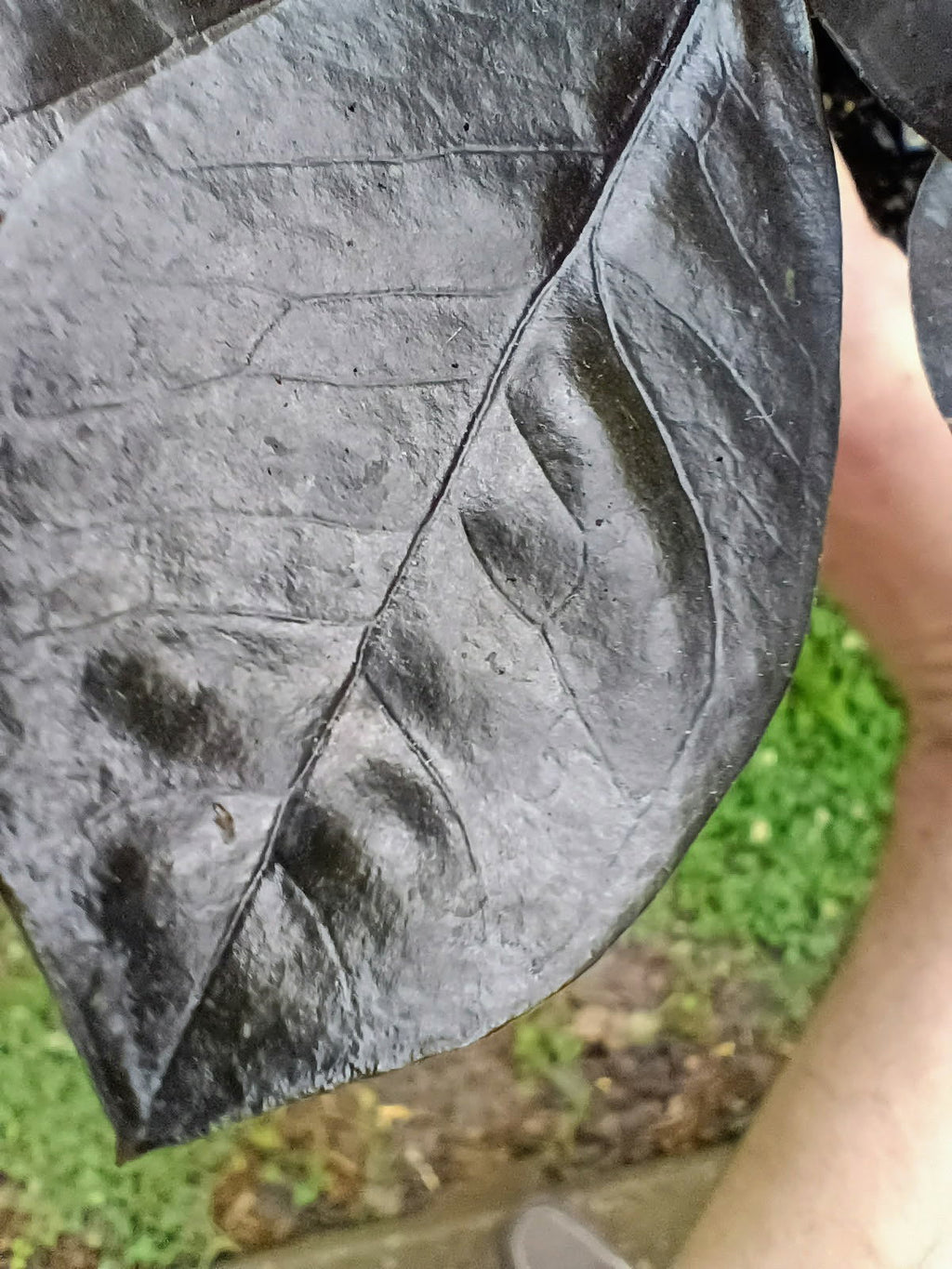 Zamioculcas zamiifolia 'Raven' — ZZ Raven, Live Plant