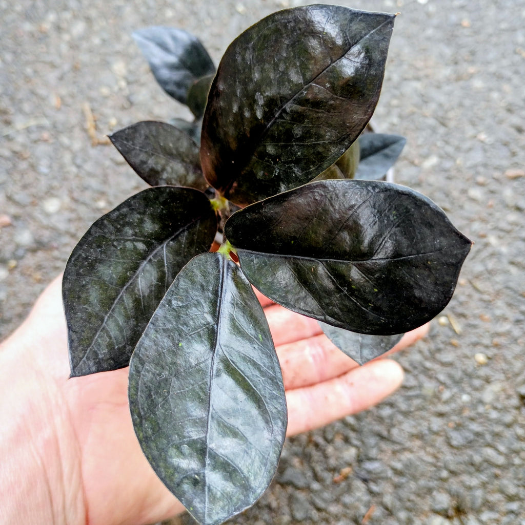 Zamioculcas zamiifolia 'Raven' — ZZ Raven, Live Plant