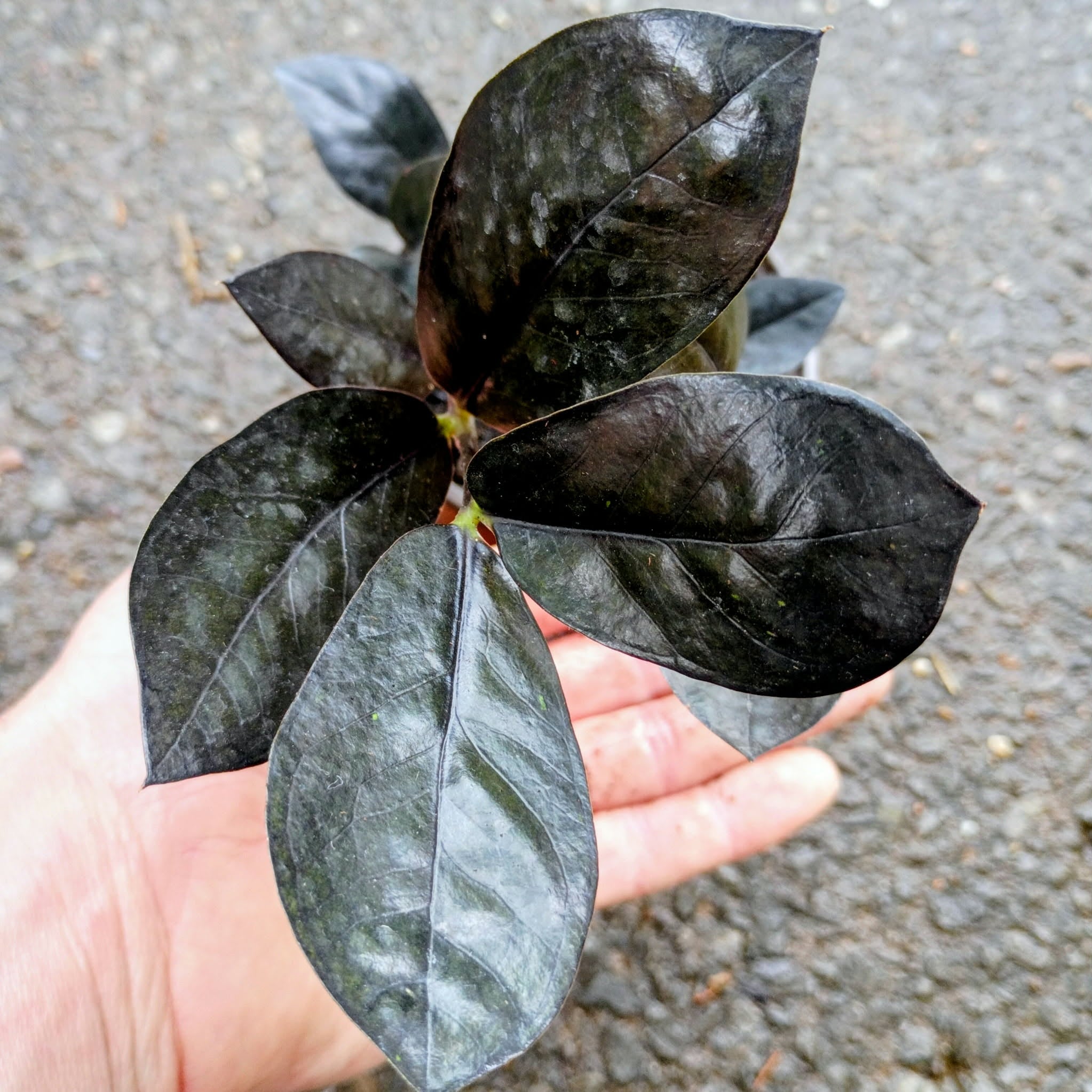 Zamioculcas zamiifolia 'Raven' — ZZ Raven, Live Plant