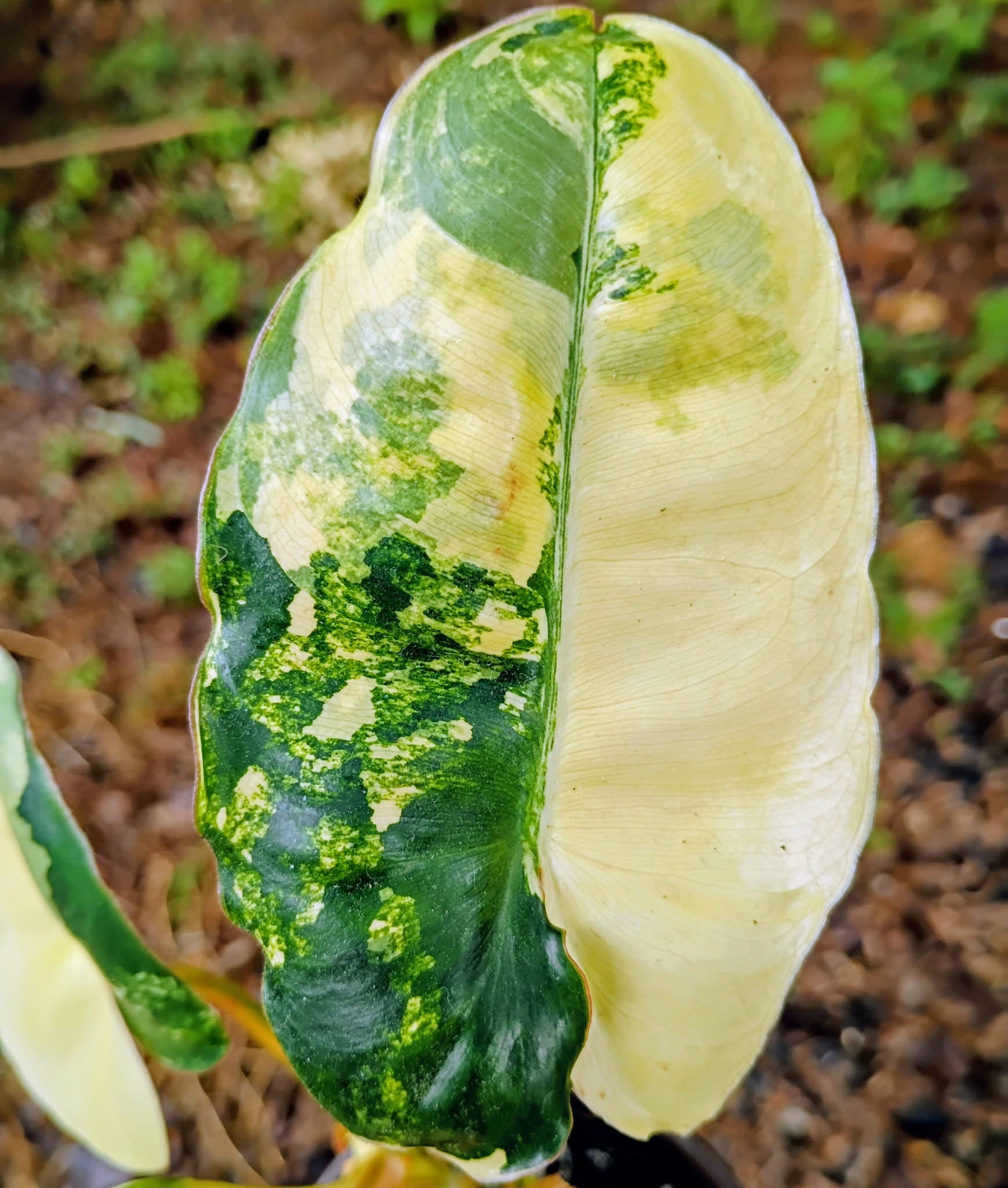 Philodendron 'Burle Marx' Variegata — Variegated Collector Aroid, Live Plant