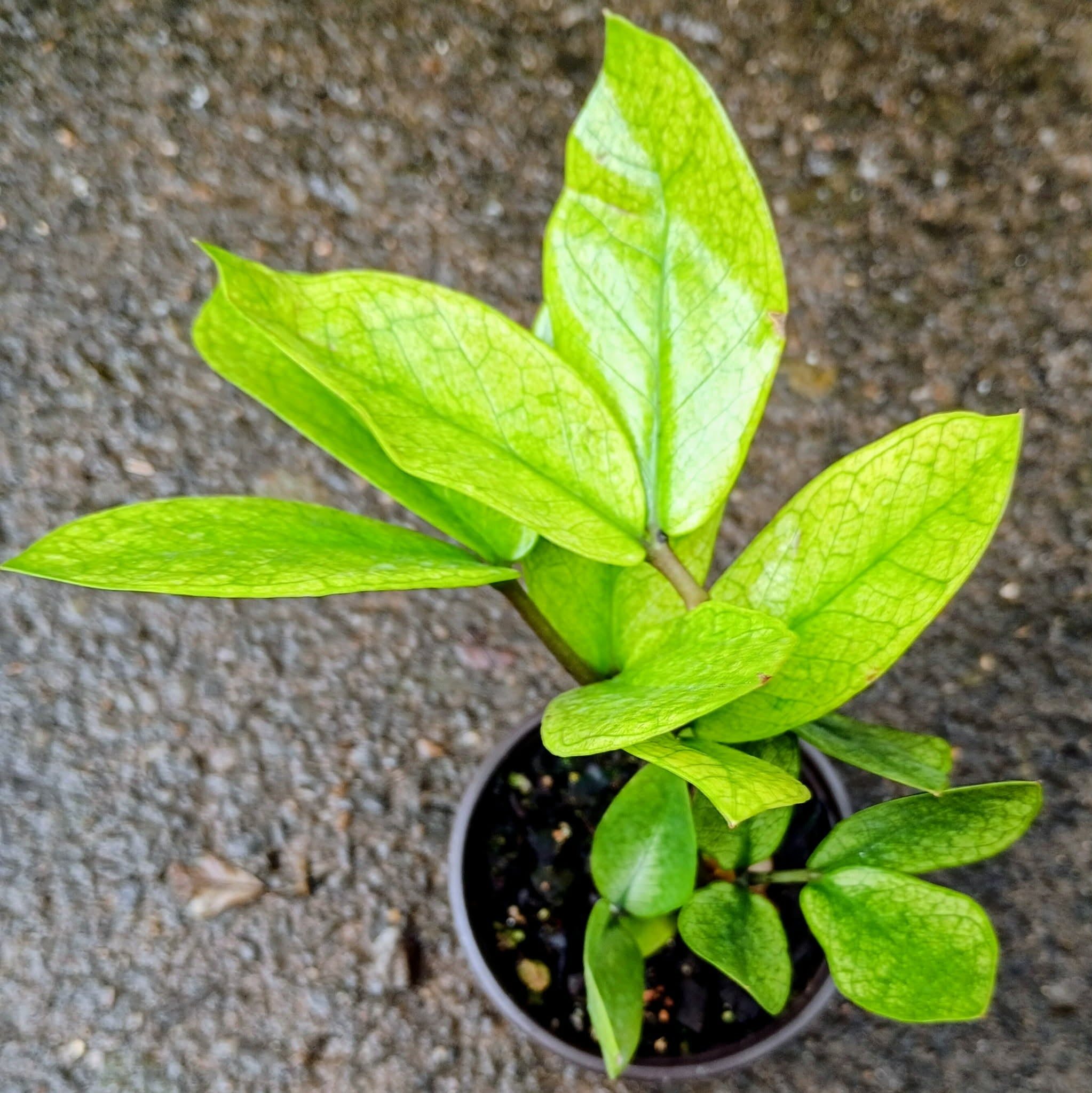 Zamioculcas 'Chameleon' — Chameleon ZZ Plant, Live Plant