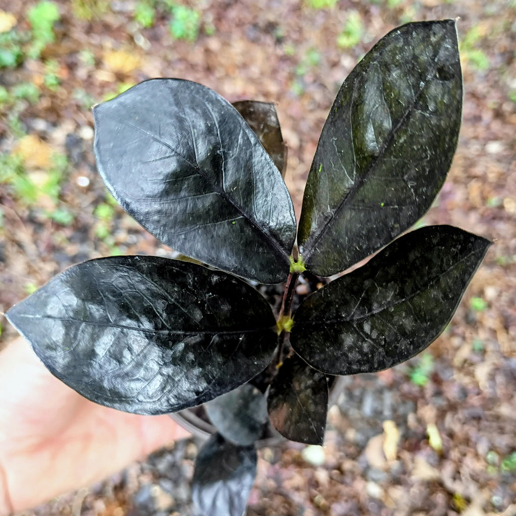 Zamioculcas zamiifolia 'Raven' — ZZ Raven, Live Plant