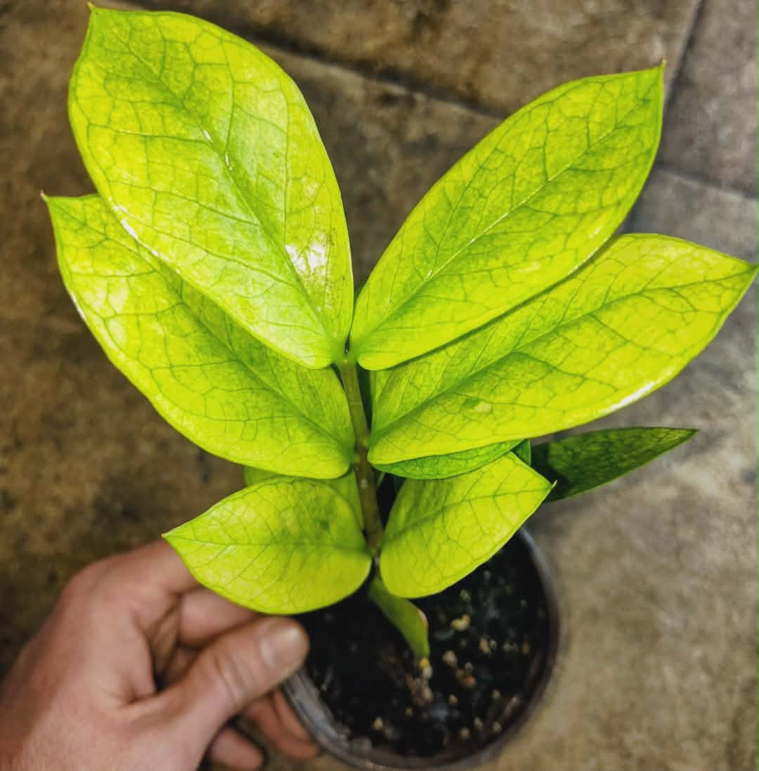 Zamioculcas 'Chameleon' — Chameleon ZZ Plant, Live Plant