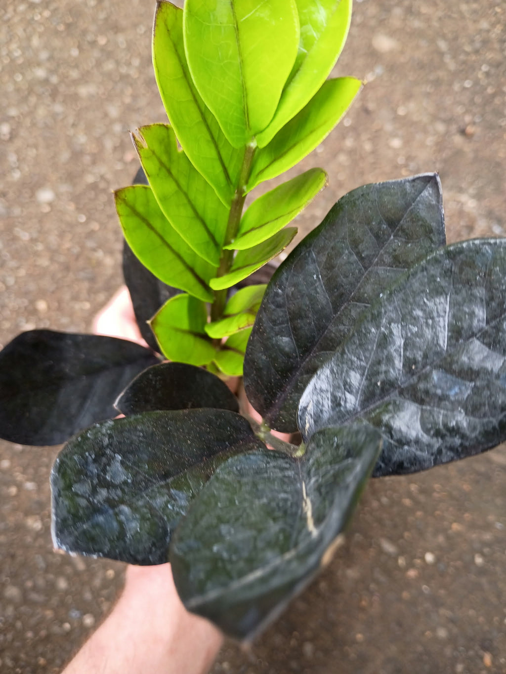 Zamioculcas zamiifolia 'Raven' — ZZ Raven, Live Plant