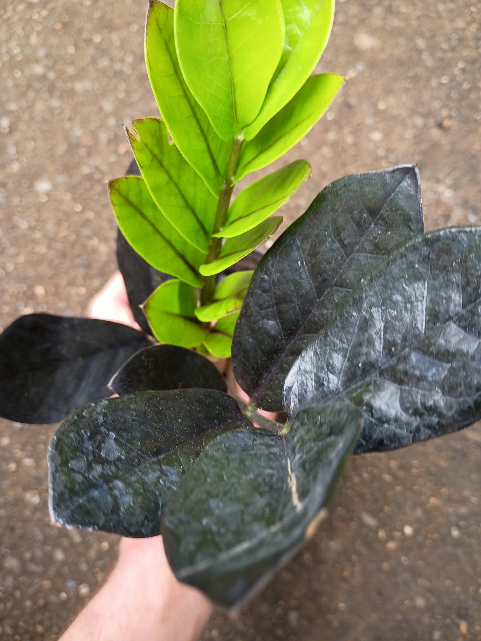 Zamioculcas zamiifolia 'Raven' — ZZ Raven, Live Plant