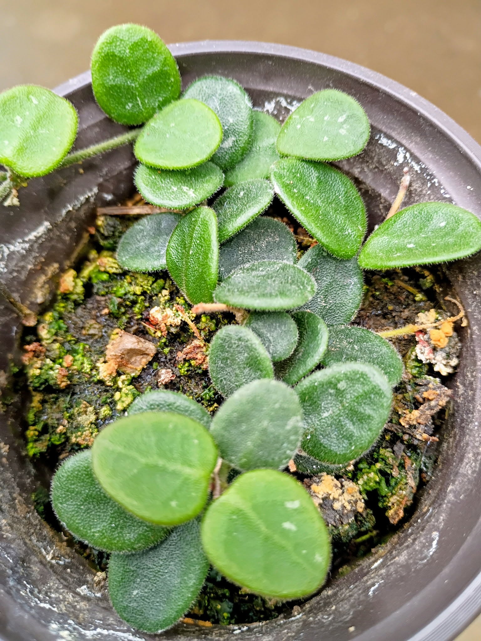 Hoya serpens — Mini Wax Plant, Live Plant