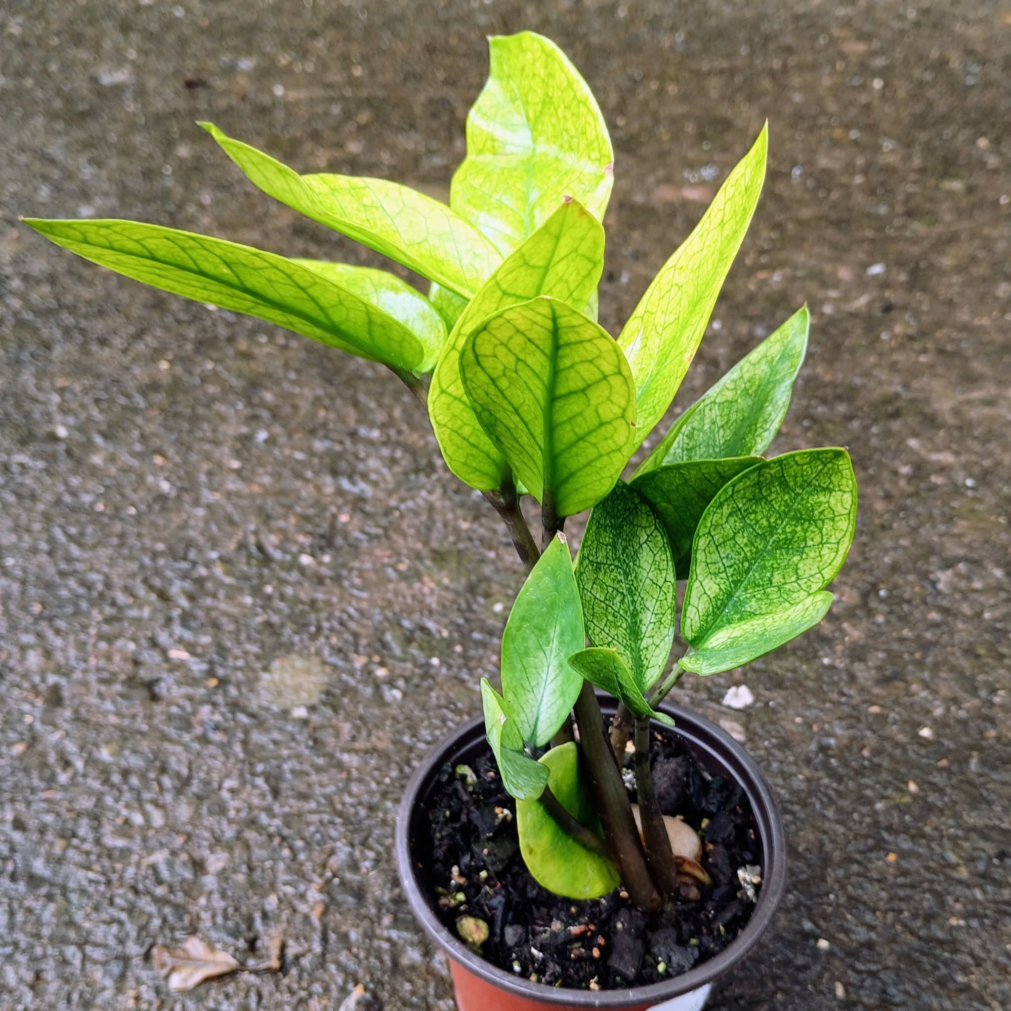 Zamioculcas 'Chameleon' — Chameleon ZZ Plant, Live Plant