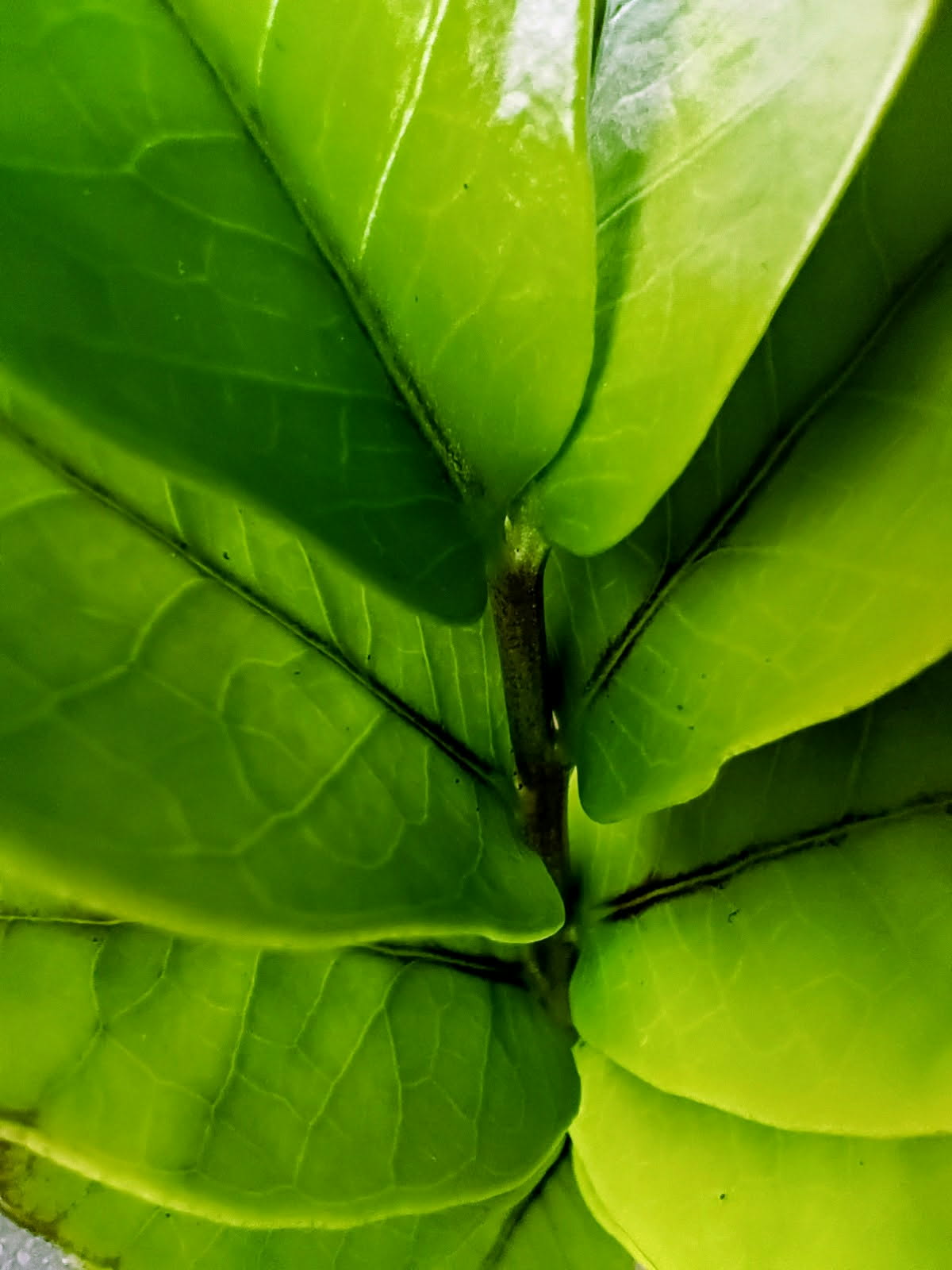 Zamioculcas zamiifolia 'Raven' — ZZ Raven, Live Plant