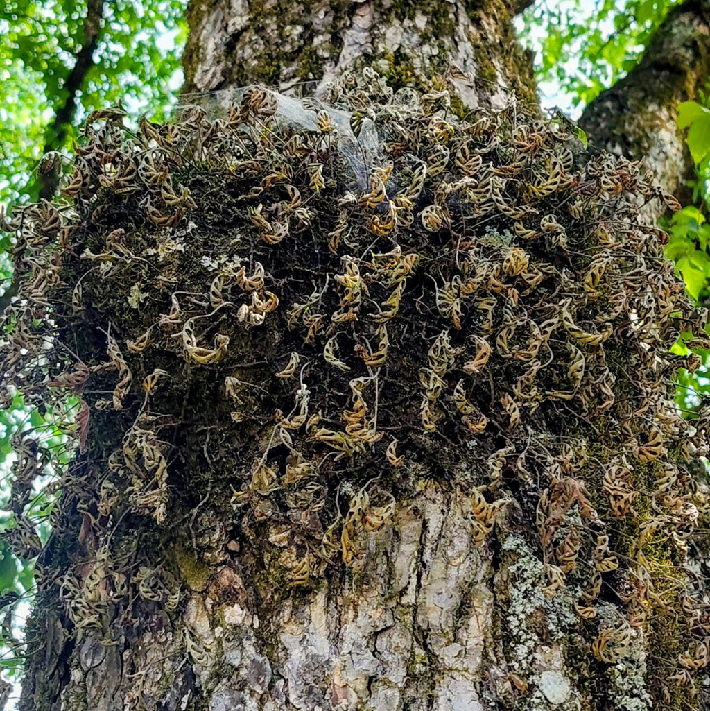 Pleopeltis michauxiana — Resurrection Fern | Native Tennessee Epiphytic Fern, Live Clumpsv