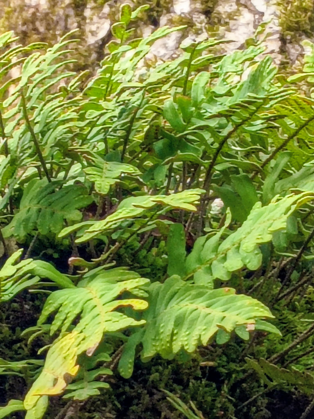 Pleopeltis michauxiana — Resurrection Fern | Native Tennessee Epiphytic Fern, Live Clumpsv