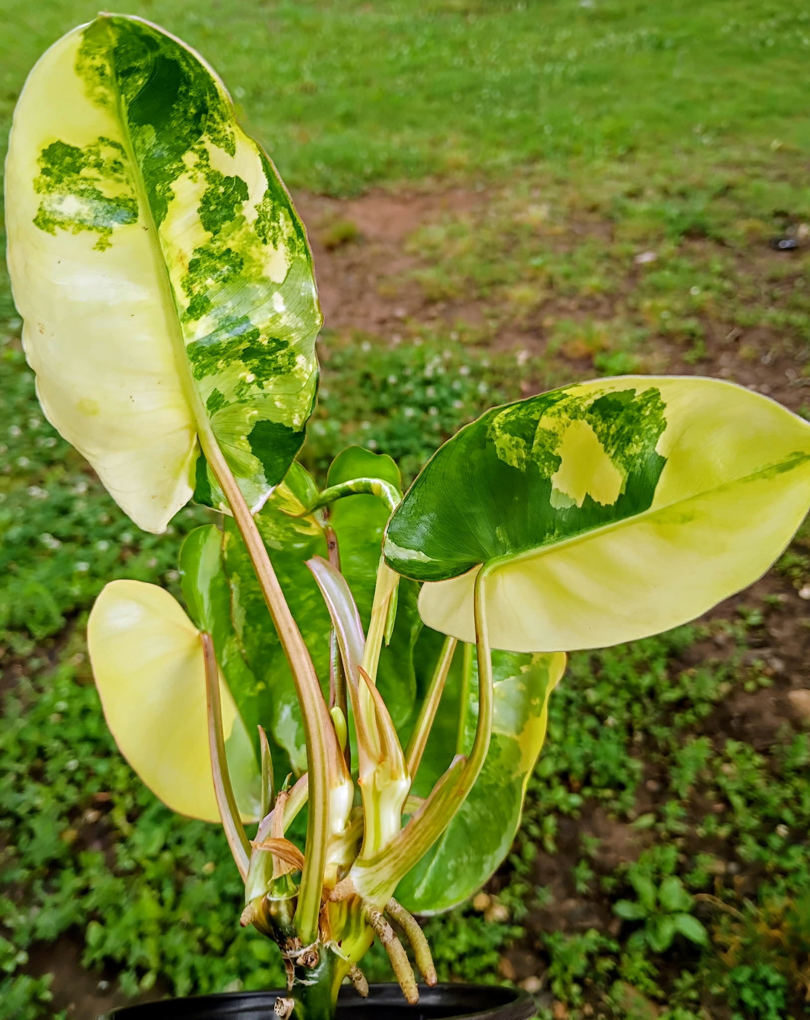 Philodendron 'Burle Marx' Variegata — Variegated Collector Aroid, Live Plant