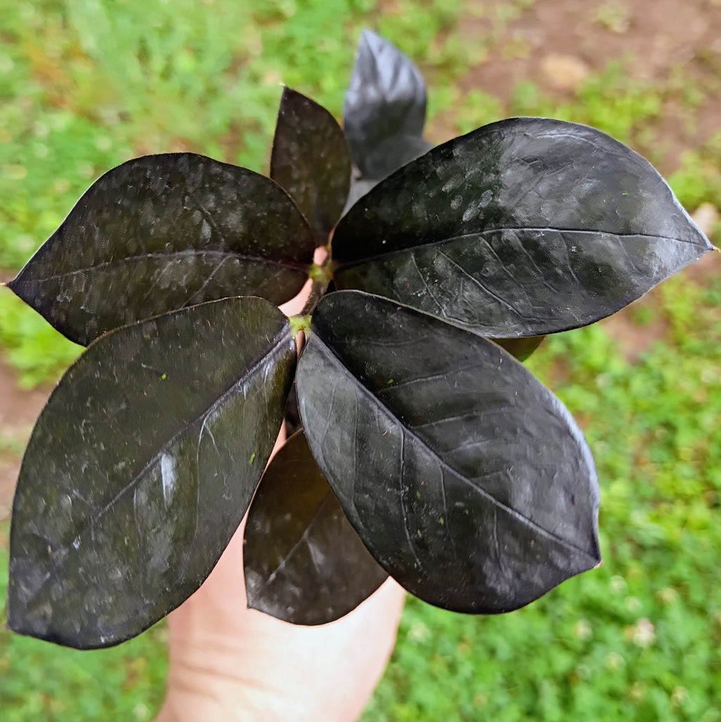 Zamioculcas zamiifolia 'Raven' — ZZ Raven, Live Plant