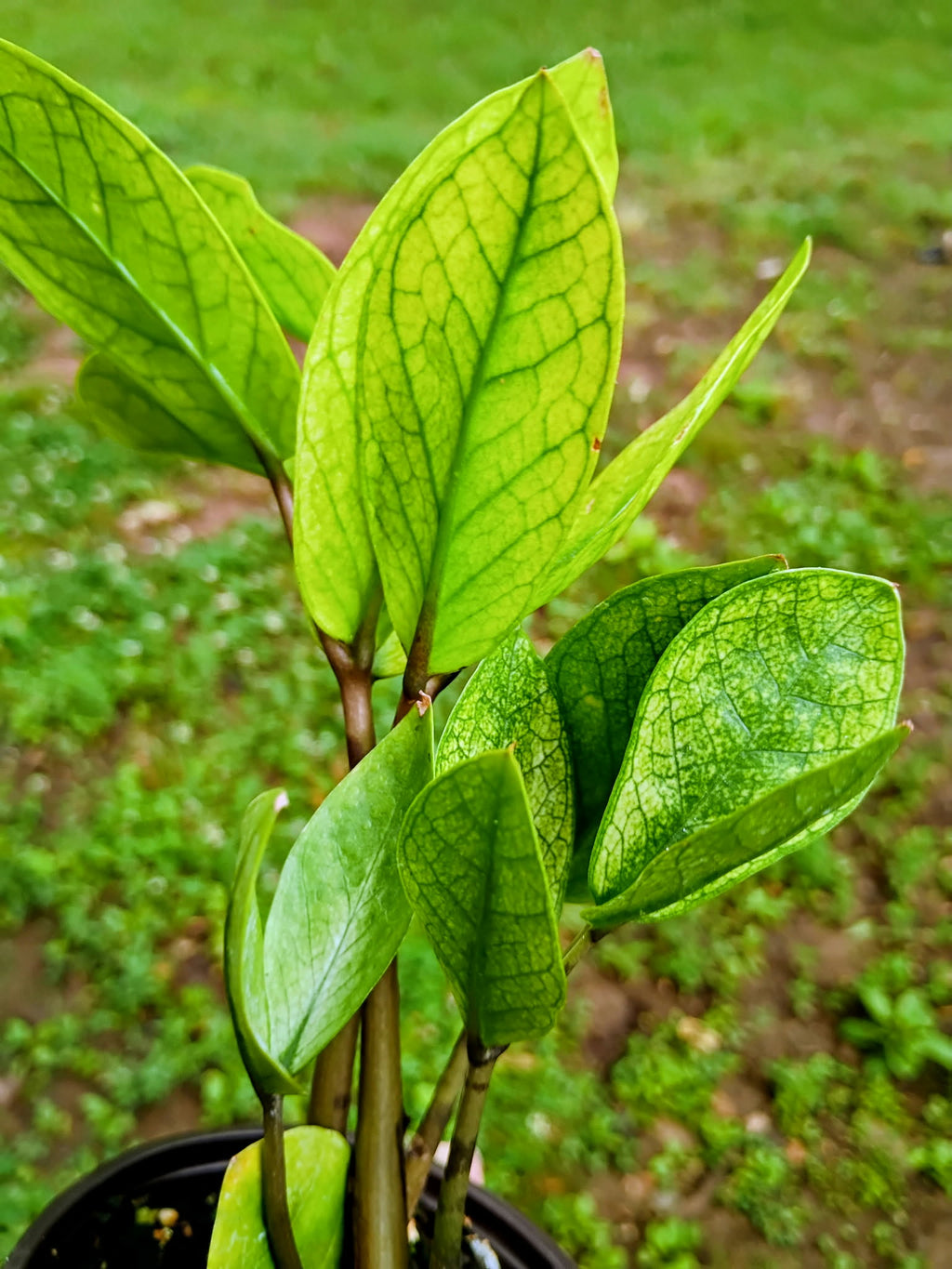 Zamioculcas 'Chameleon' — Chameleon ZZ Plant, Live Plant