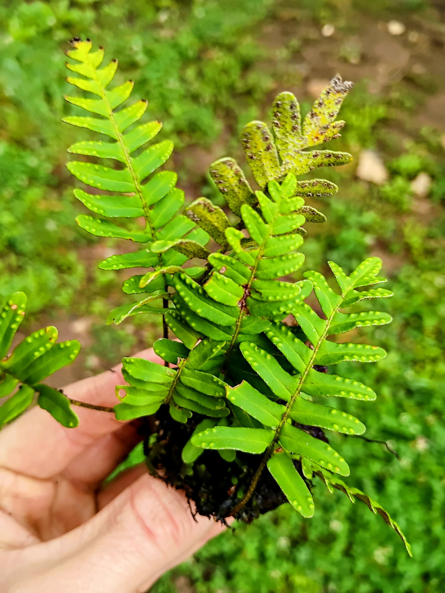 Pleopeltis michauxiana — Resurrection Fern | Native Tennessee Epiphytic Fern, Live Clumpsv
