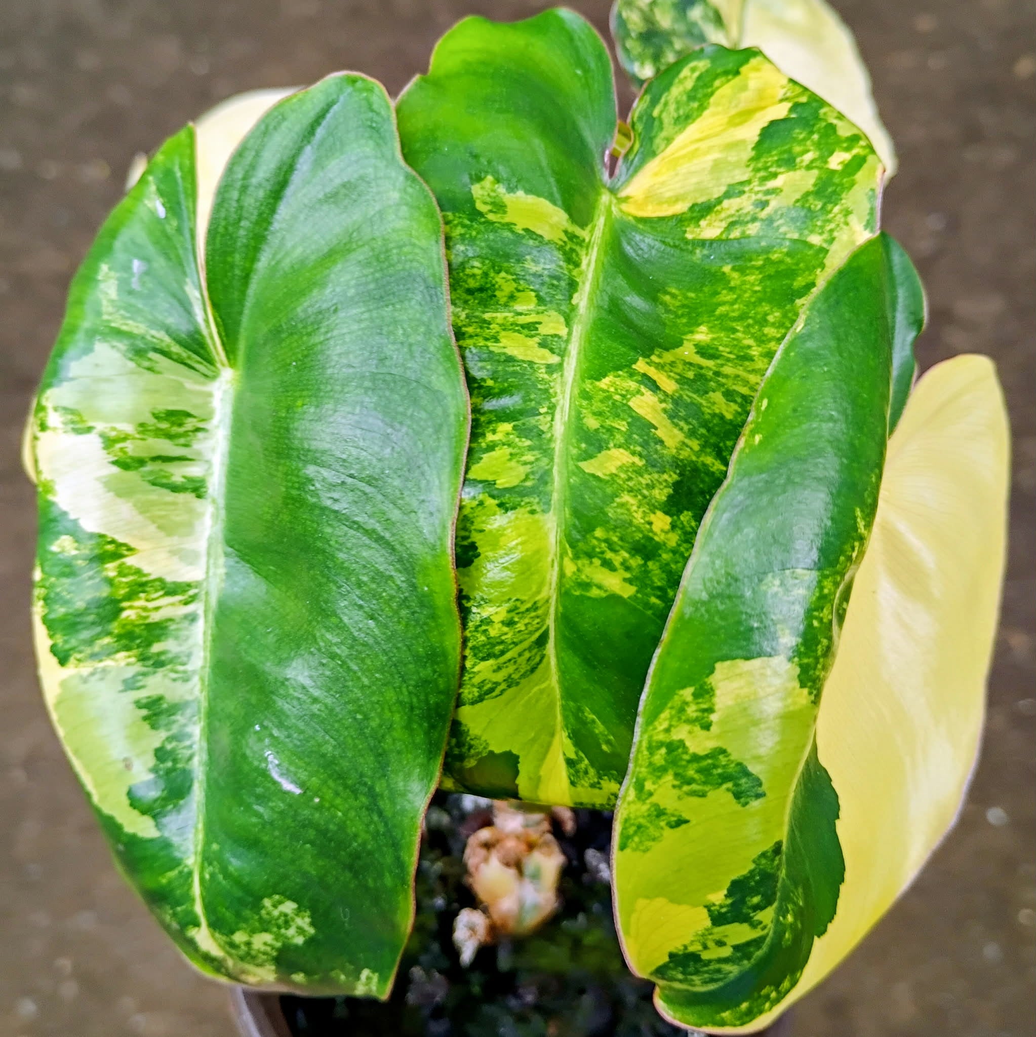 Philodendron 'Burle Marx' Variegata — Variegated Collector Aroid, Live Plant