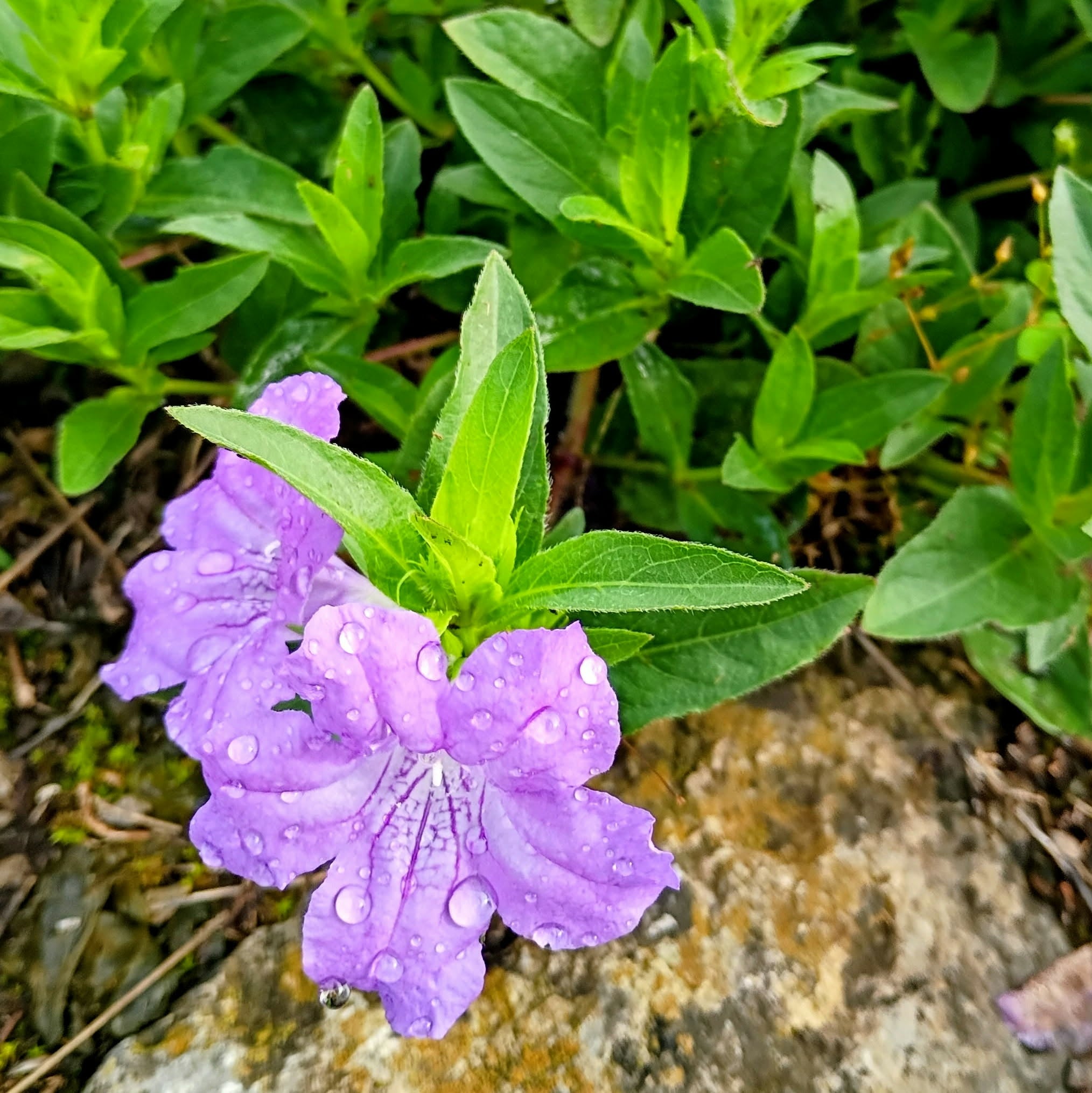 Ruellia caroliniensis — Carolina Wild Petunia | Native Tennessee Perennial, Live Plant