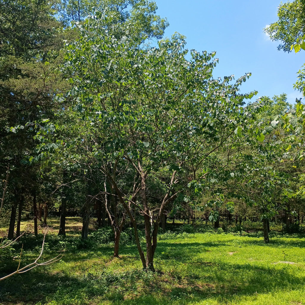 Cercis canadensis — Eastern Redbud | Native Tennessee Understory Tree, Live Plant