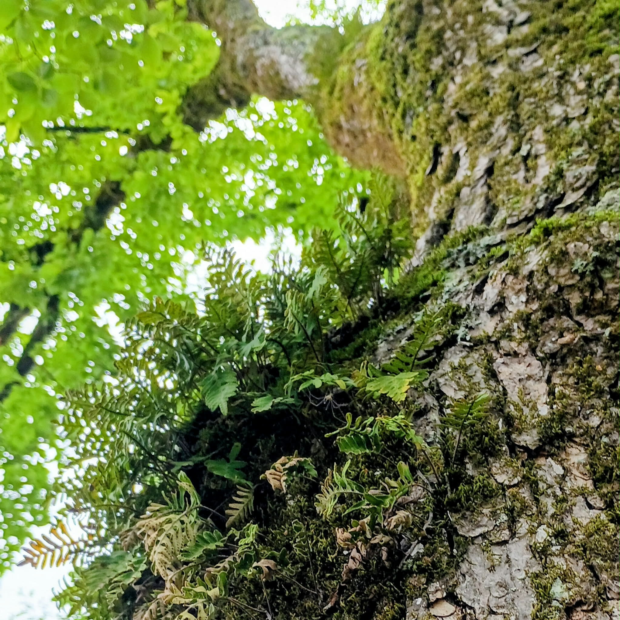Pleopeltis michauxiana — Resurrection Fern | Native Tennessee Epiphytic Fern, Live Clumpsv