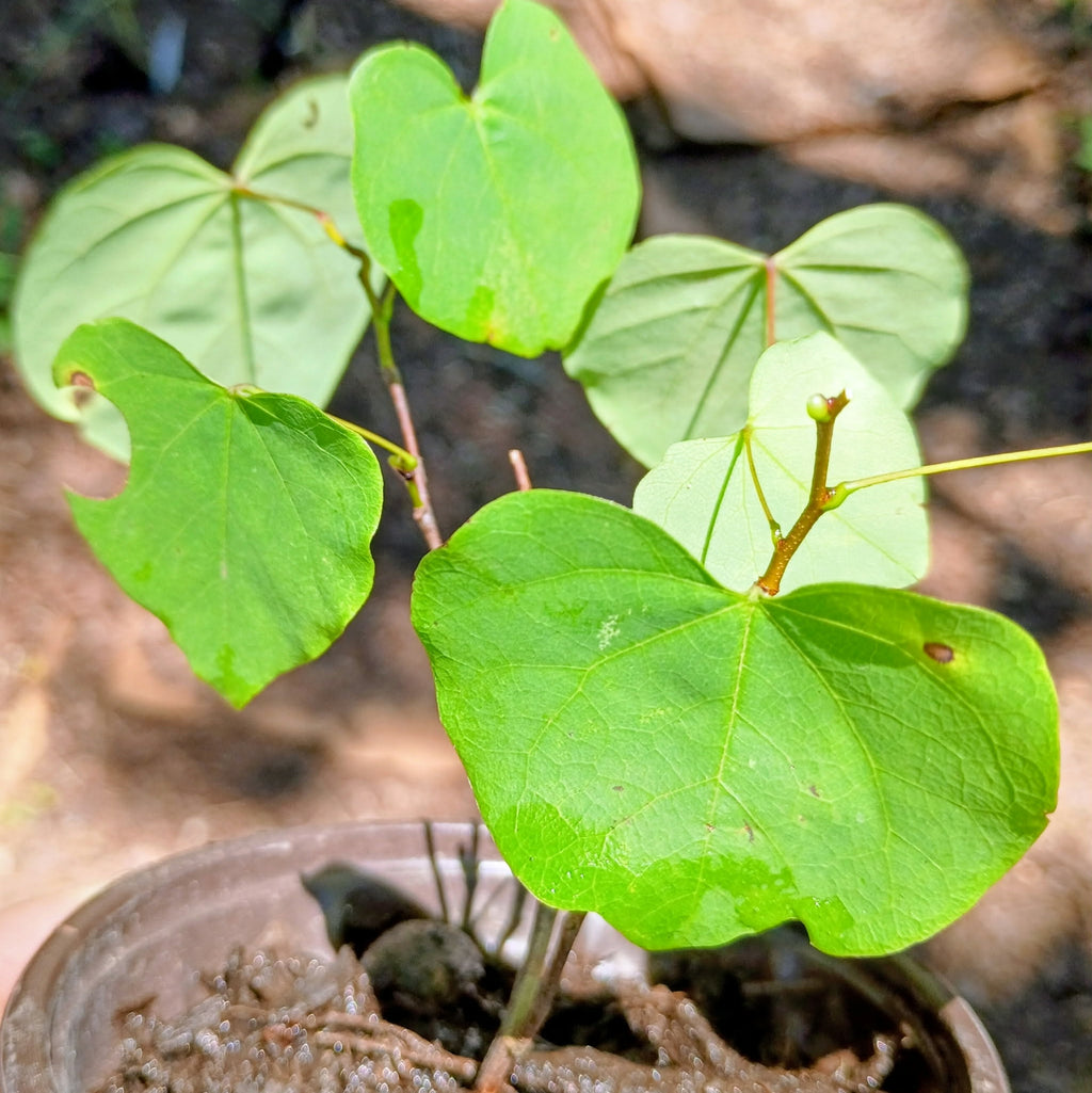 Cercis canadensis — Eastern Redbud | Native Tennessee Understory Tree, Live Plant