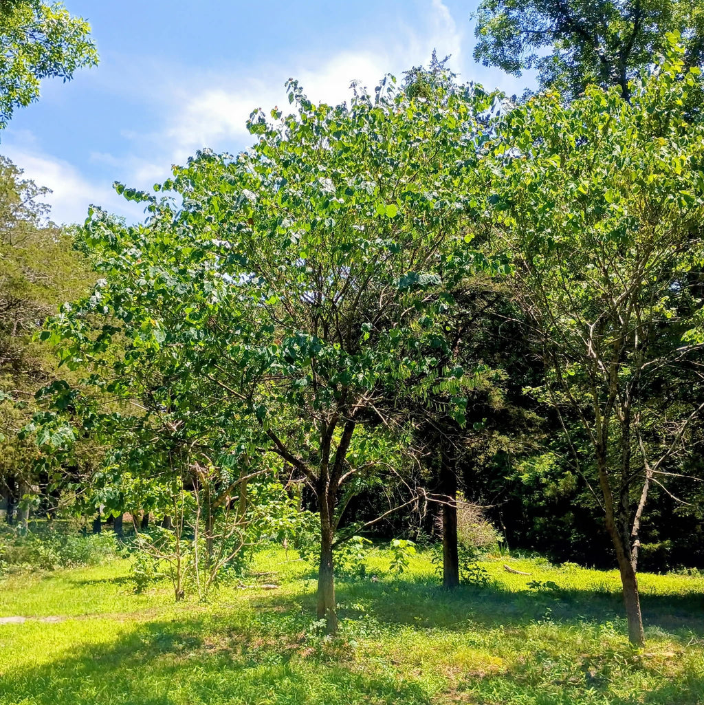 Cercis canadensis — Eastern Redbud | Native Tennessee Understory Tree, Live Plant