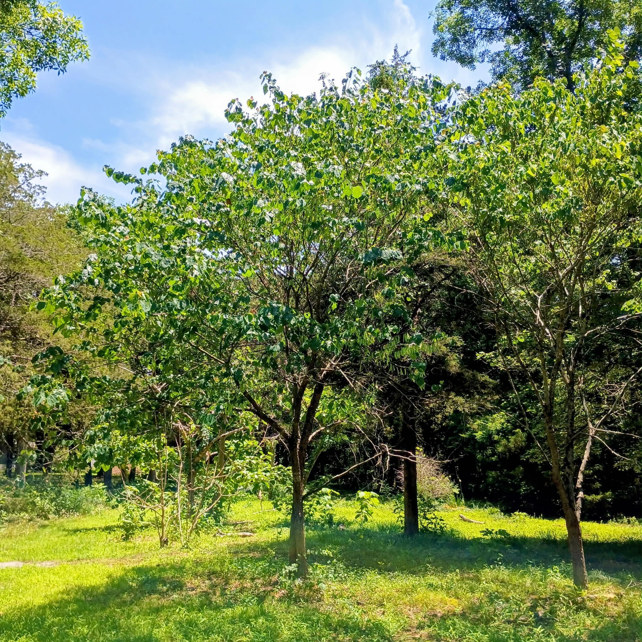 Cercis canadensis — Eastern Redbud | Native Tennessee Understory Tree, Live Plant