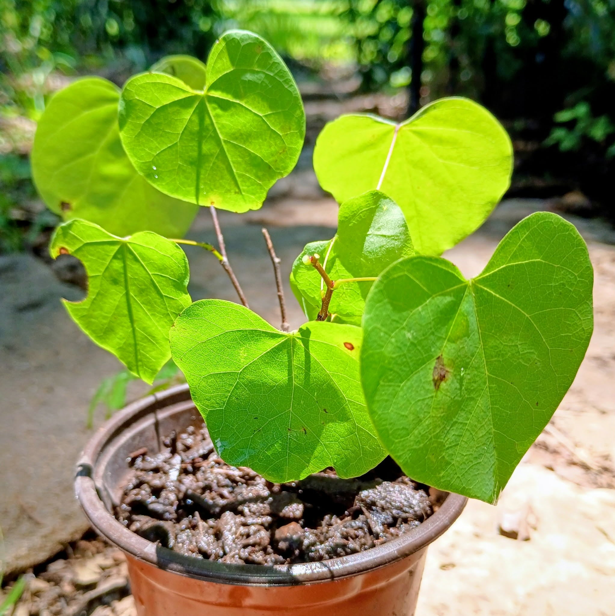 Cercis canadensis — Eastern Redbud | Native Tennessee Understory Tree, Live Plant
