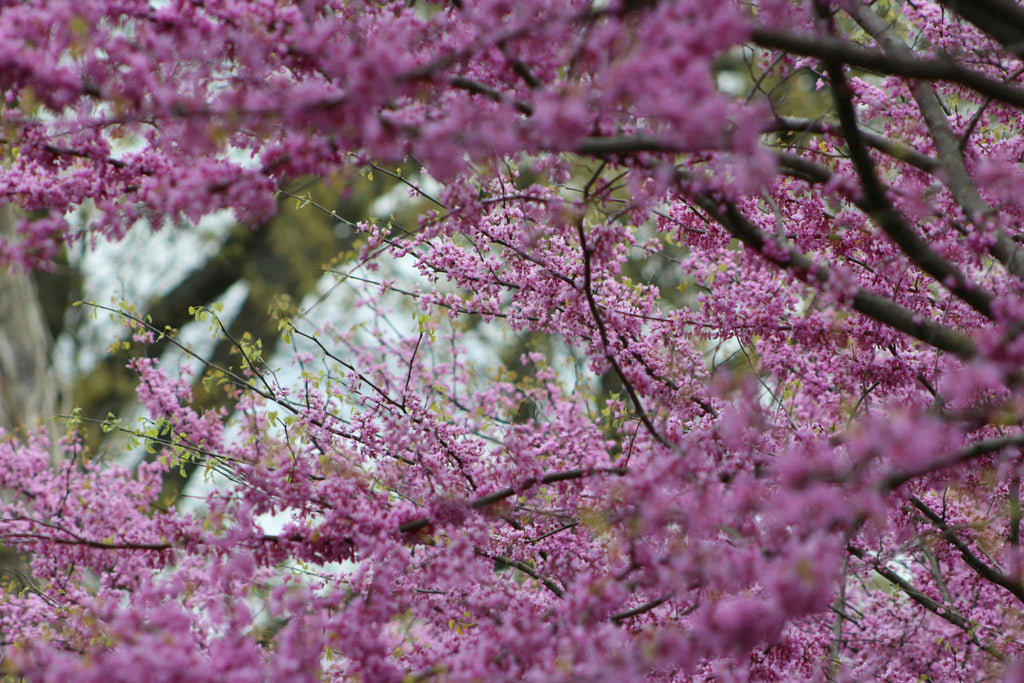 Cercis canadensis — Eastern Redbud | Native Tennessee Understory Tree, Live Plant